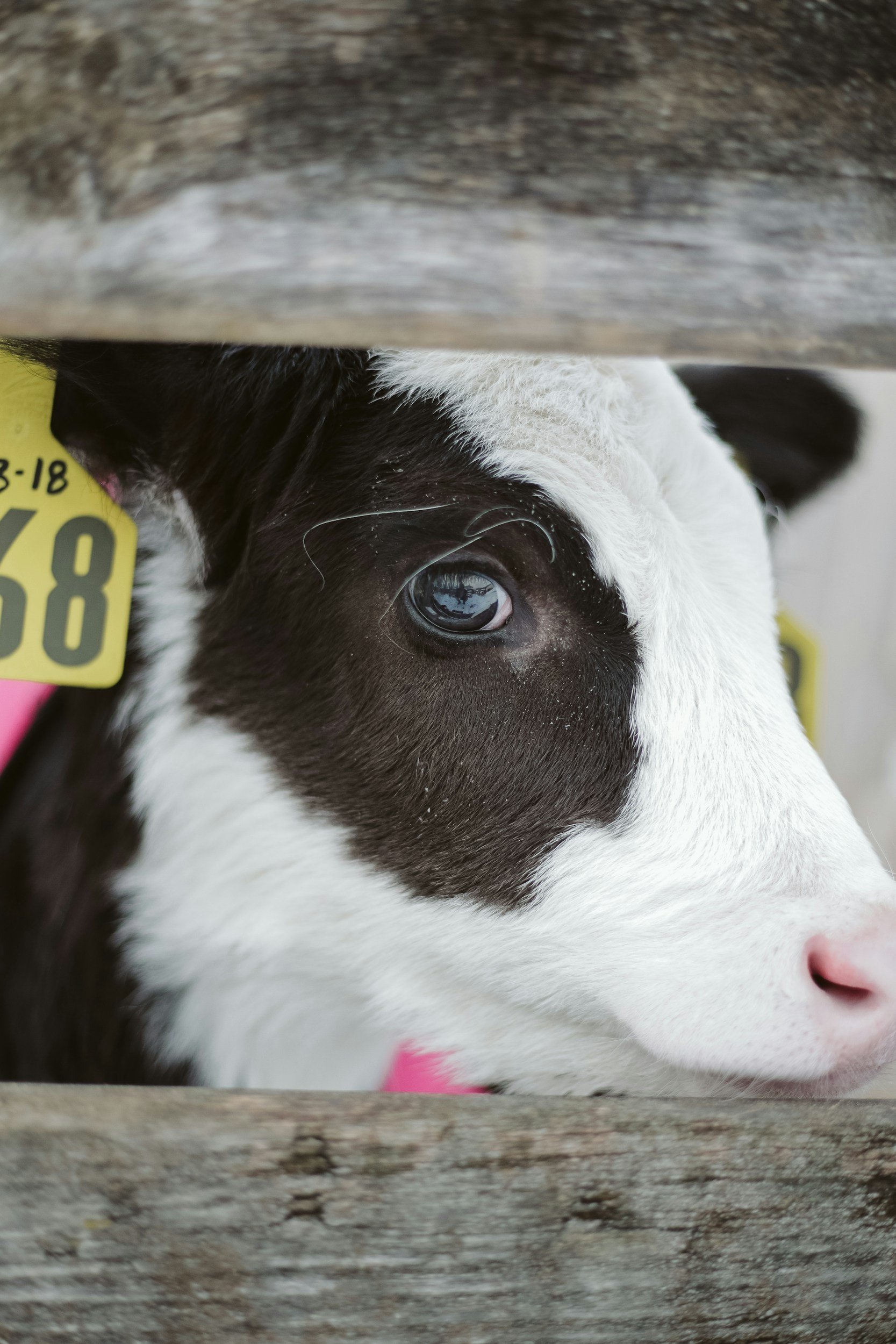 When Clean Becomes Too Clean: Are We Over-Sanitising Calf Feeders?