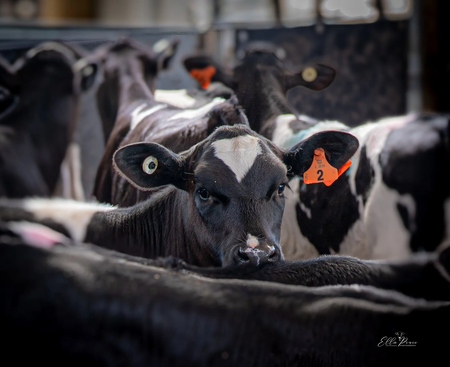 Introducing Feed to Dairy Calves: Getting Nutrition Right from the Start