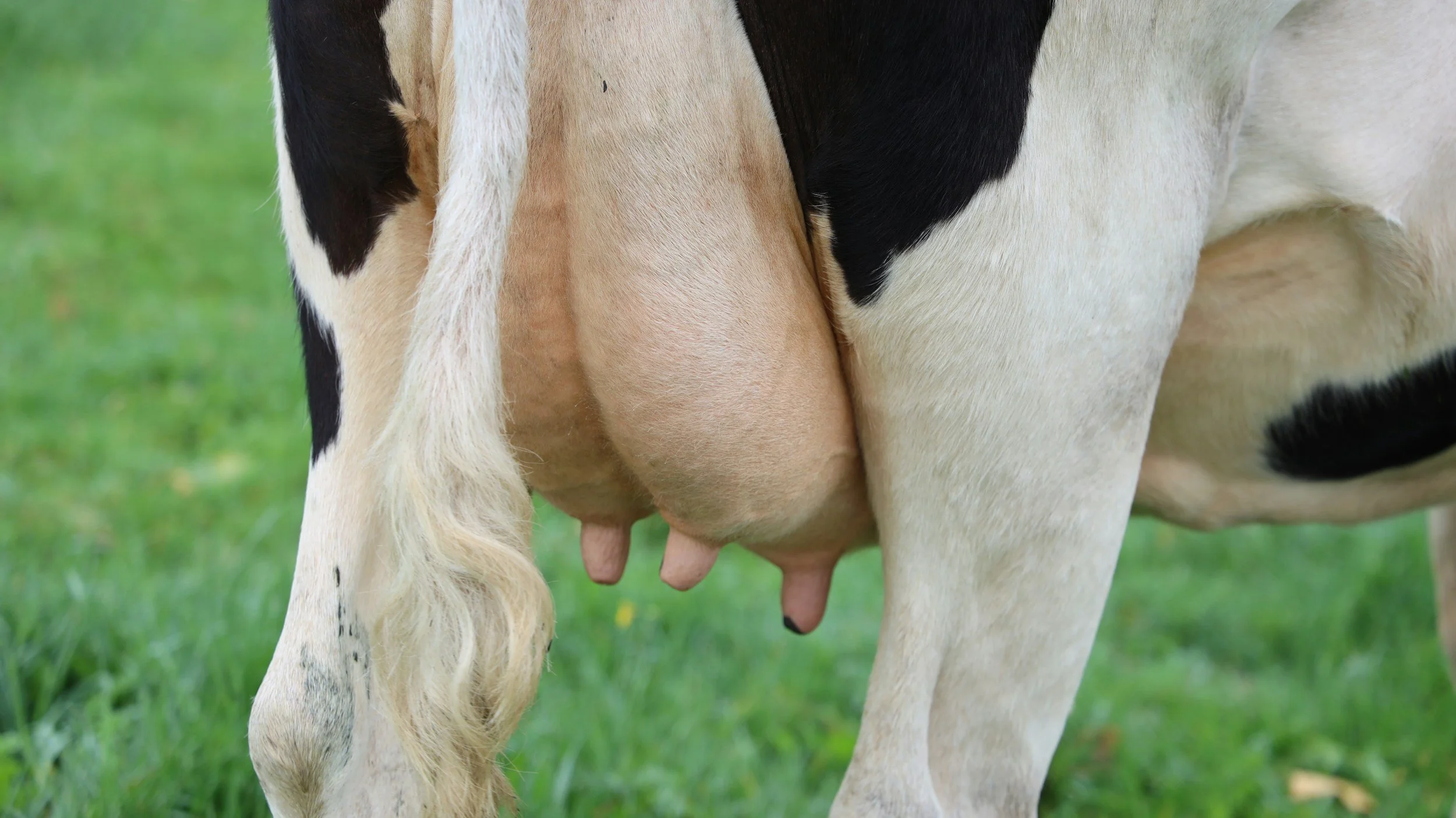 Mastitis: The Production Thief Every Dairy Farmer Wants to Avoid
