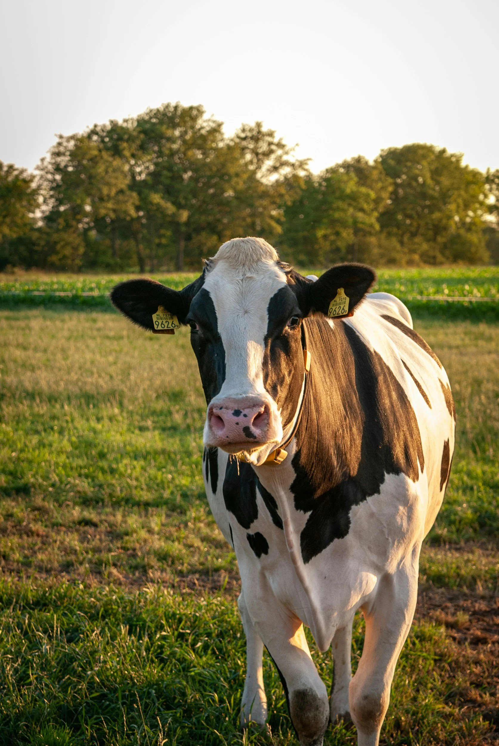 The Transition Period – The Three Weeks That Decide the Next Lactation