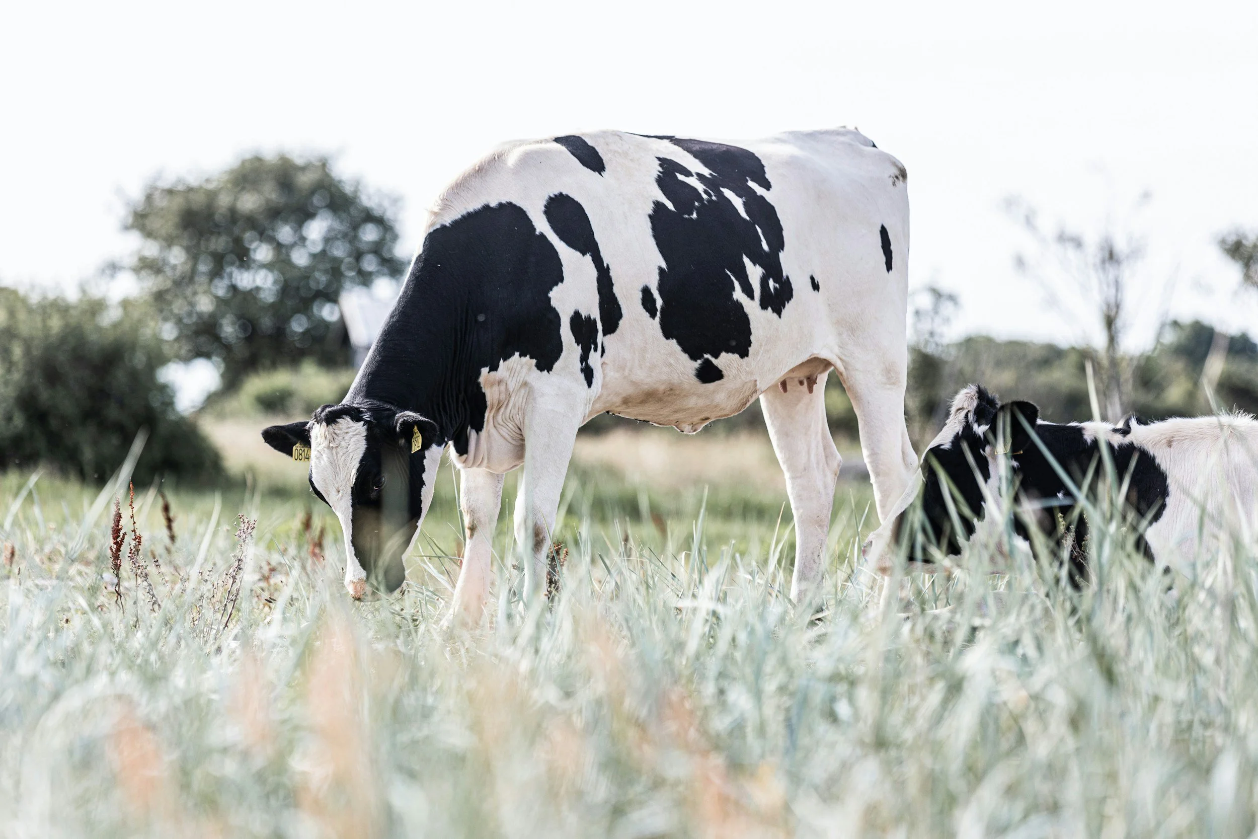 Breeding Better Cows — Genetics, Management and Longevity Working Together