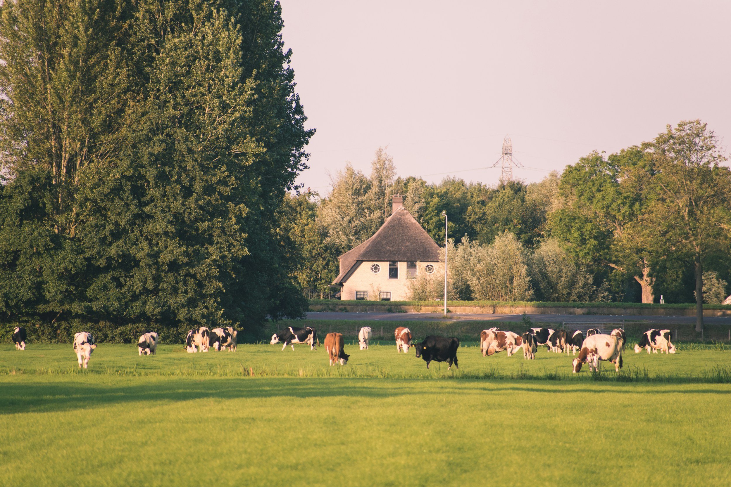 7 Days Around the World: How the World Produces Milk