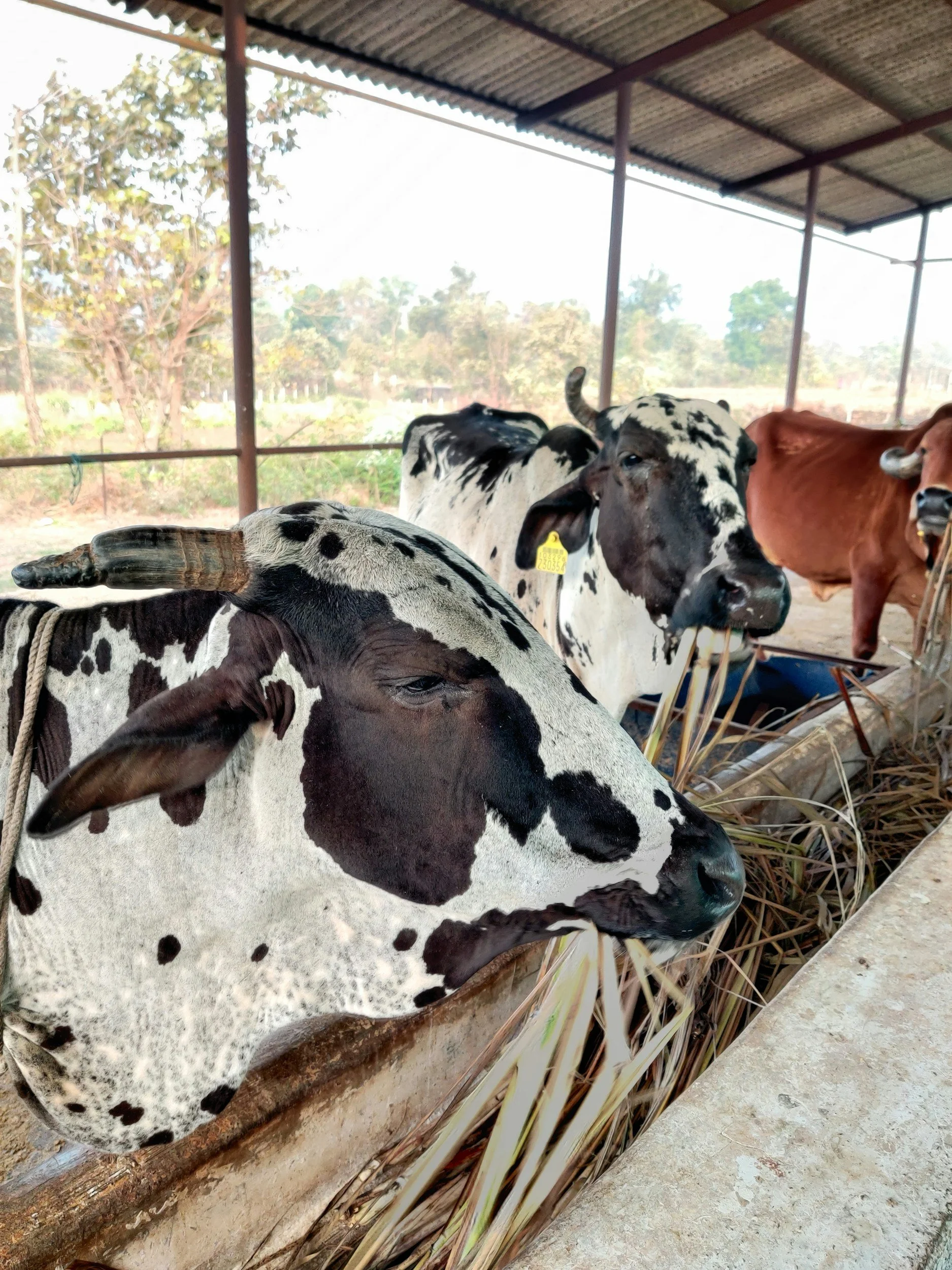Where Millions of Small Farms Feed a Nation