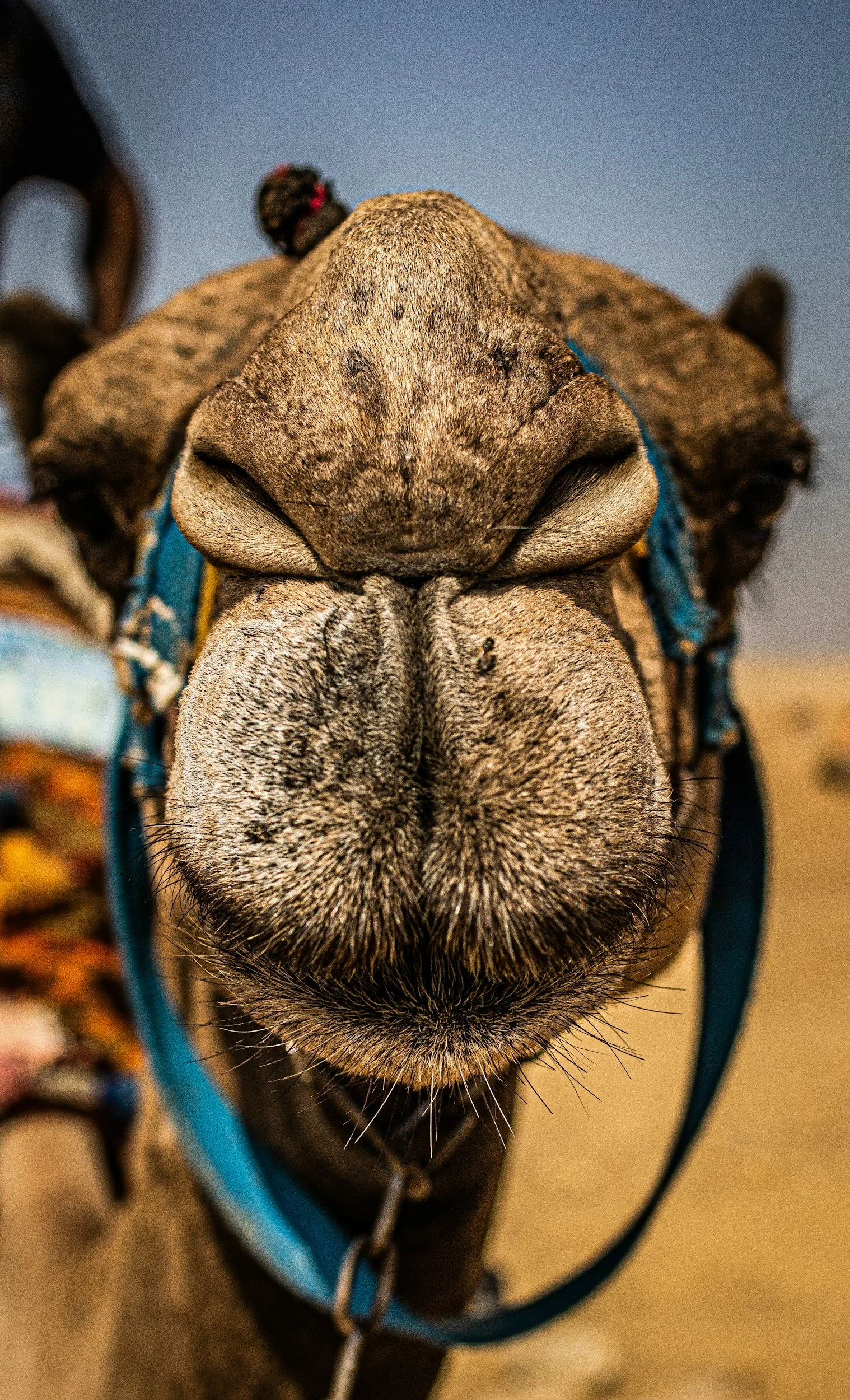 Milk From the Desert