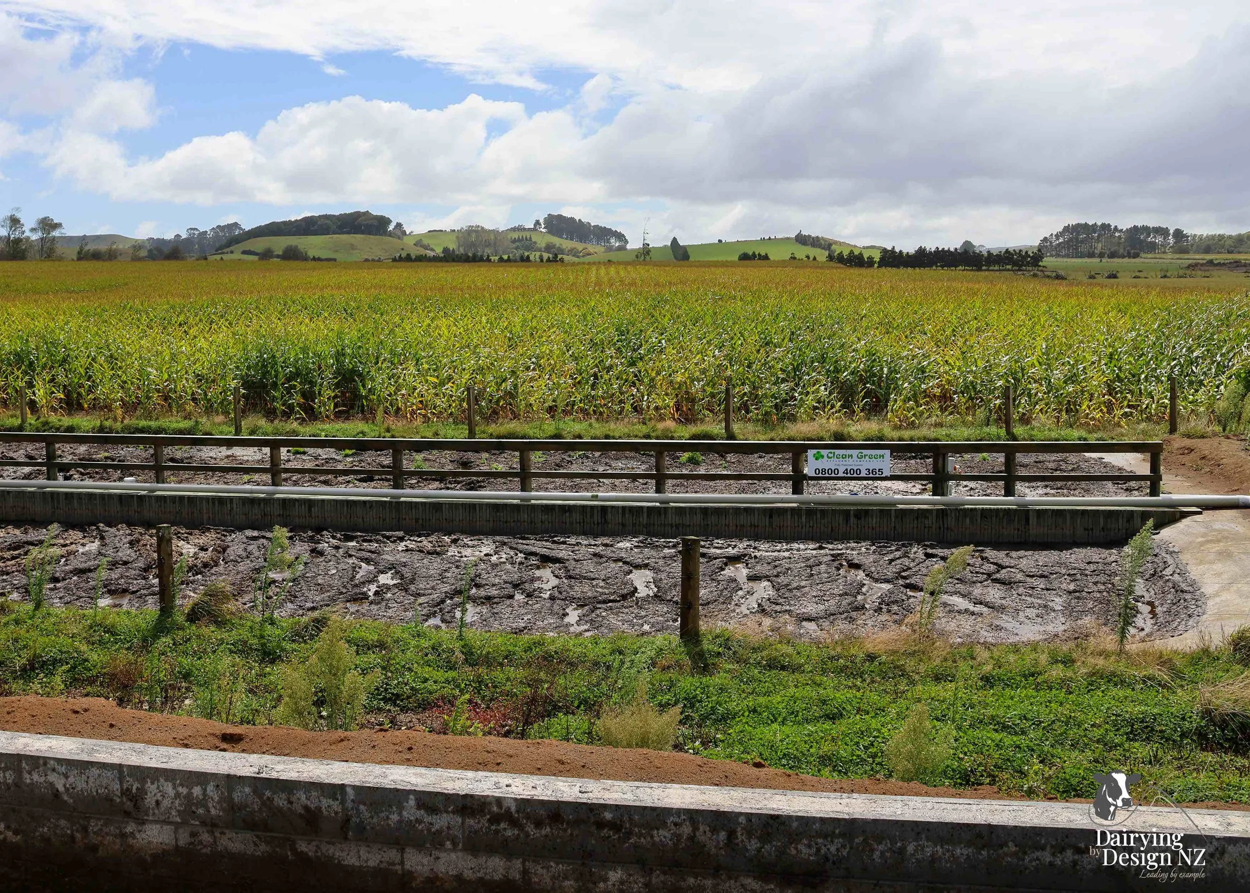 NGAERE FARMS_CleanGreen2.jpeg