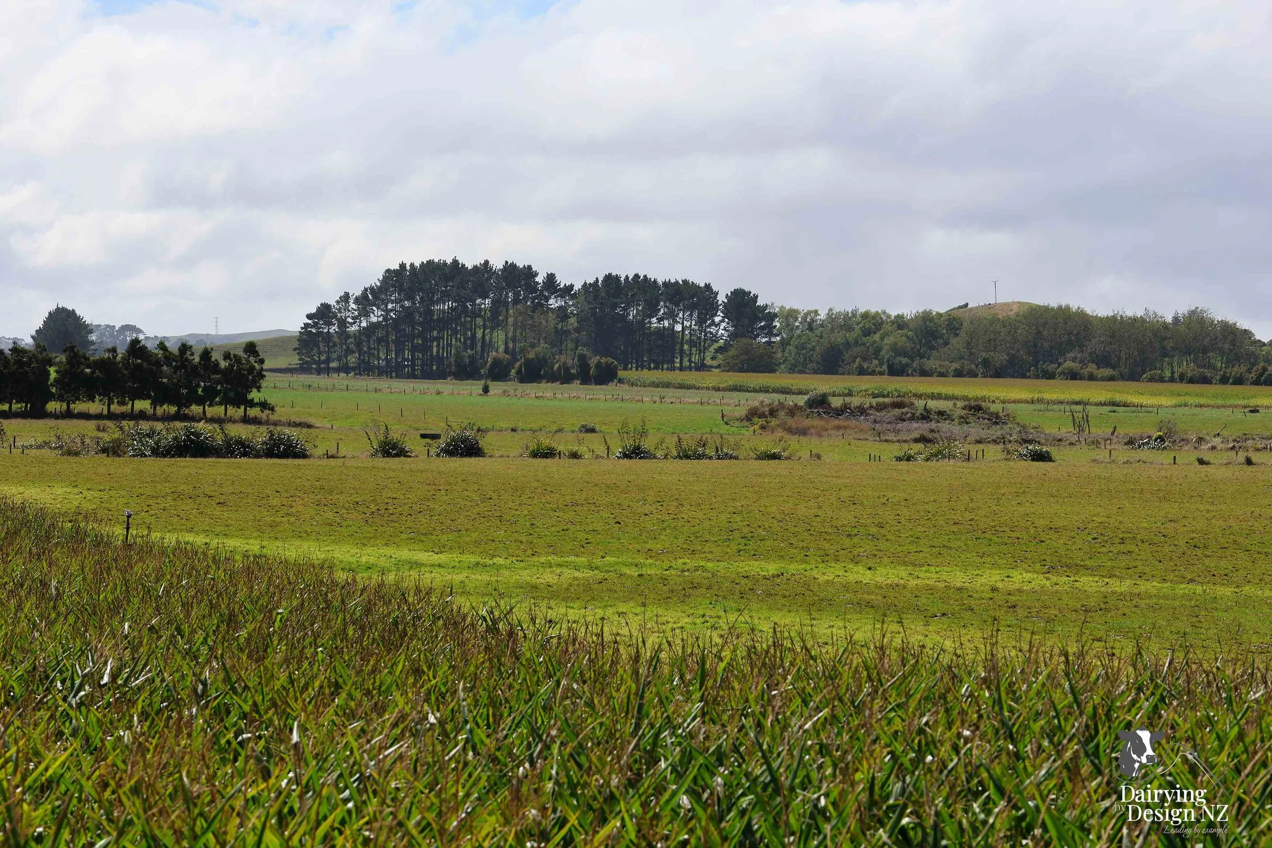 NGAERE FARMS_CleanGreenReGrowth.jpeg