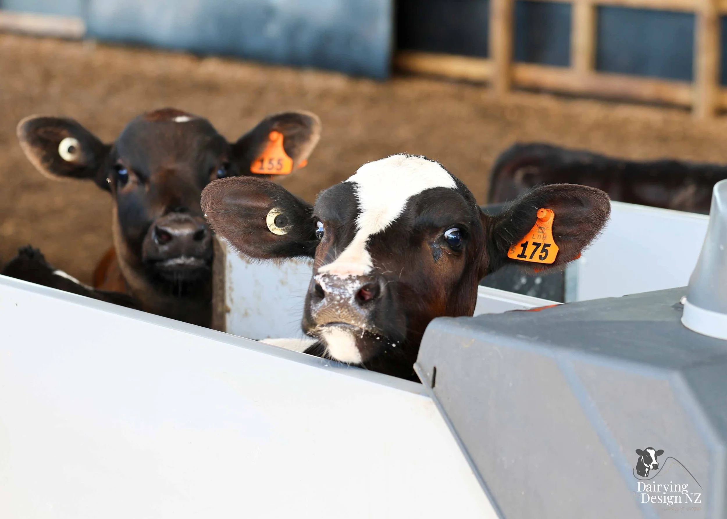 AREARE_Calves.jpg