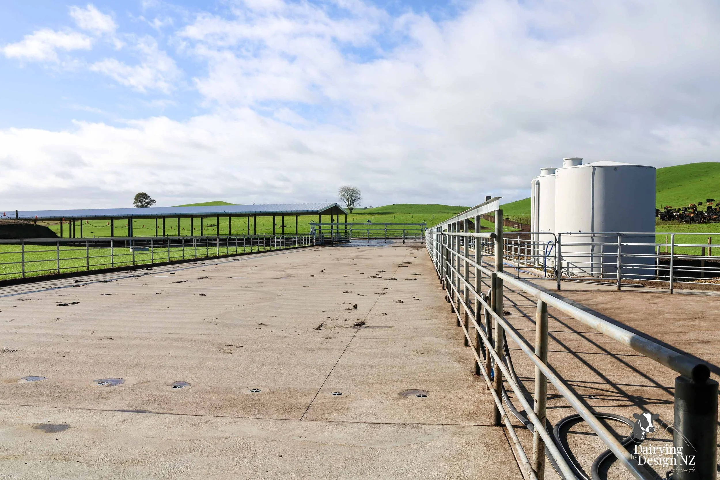  South Waikato rotary dairy shed development designed for efficient milking and cow flow 