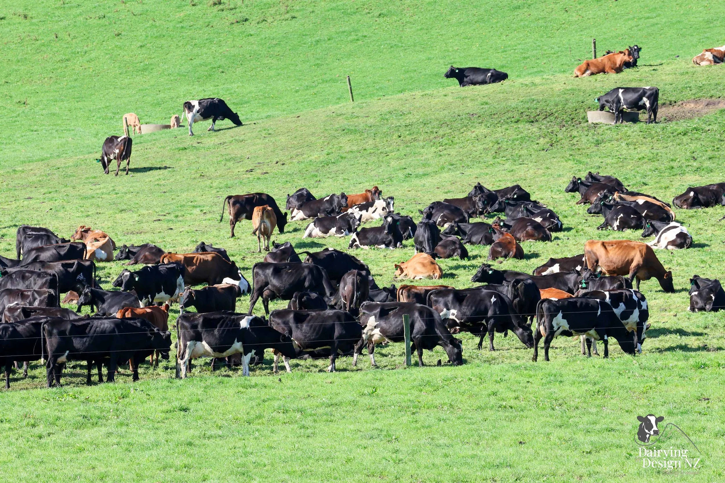  South Waikato rotary dairy shed development designed for efficient milking and cow flow dairy cows   