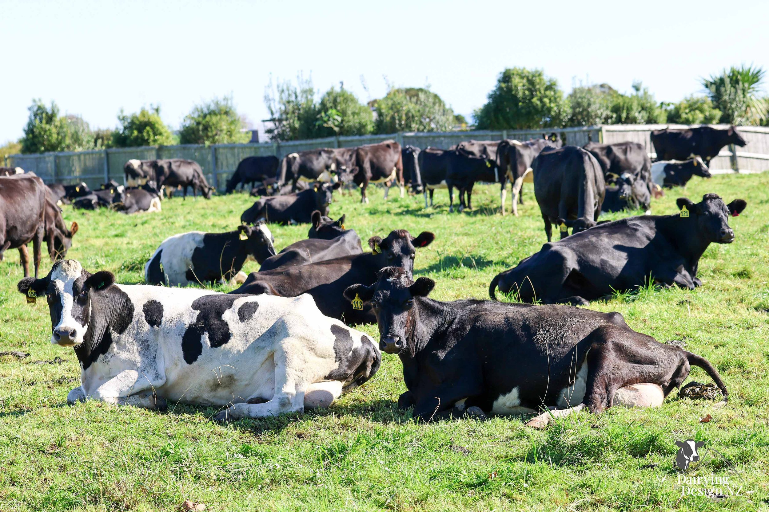 REYMER_Cows.jpg