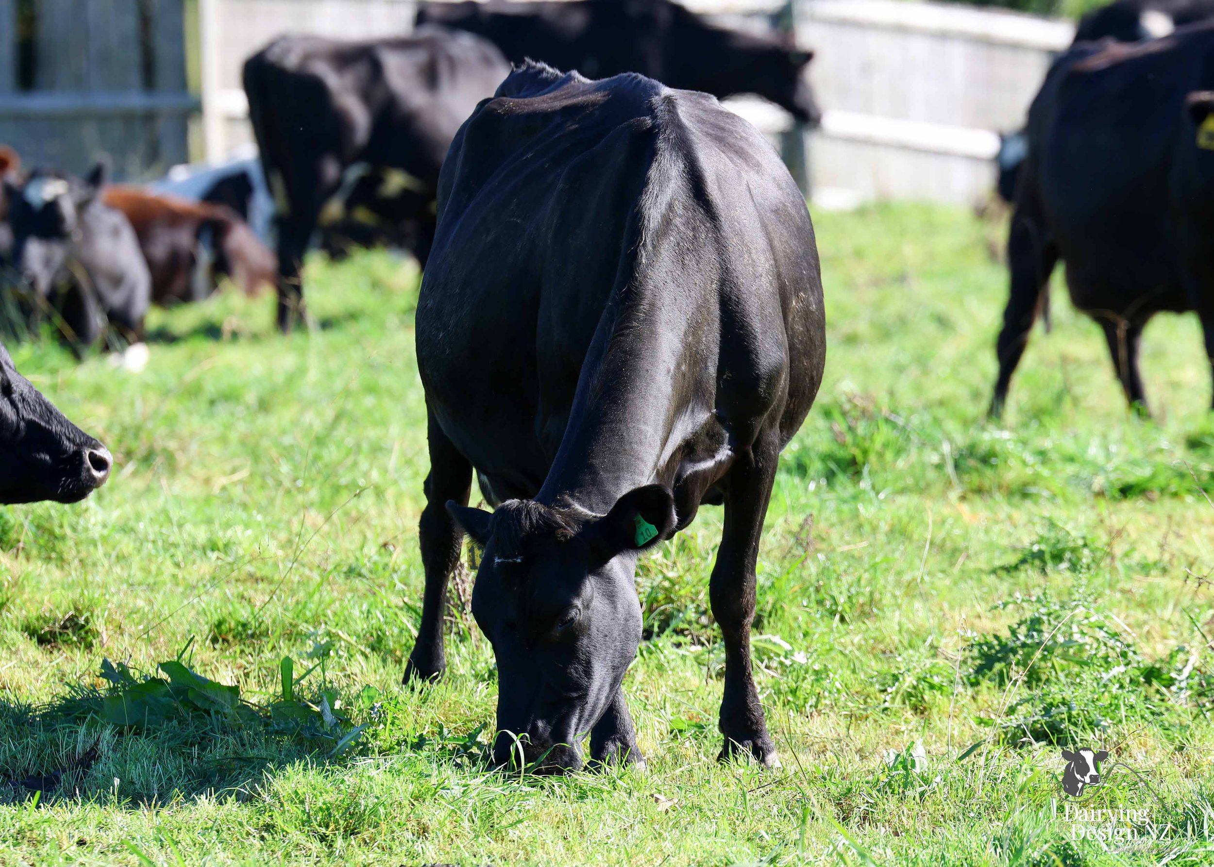 REYMER_Cows1.jpg