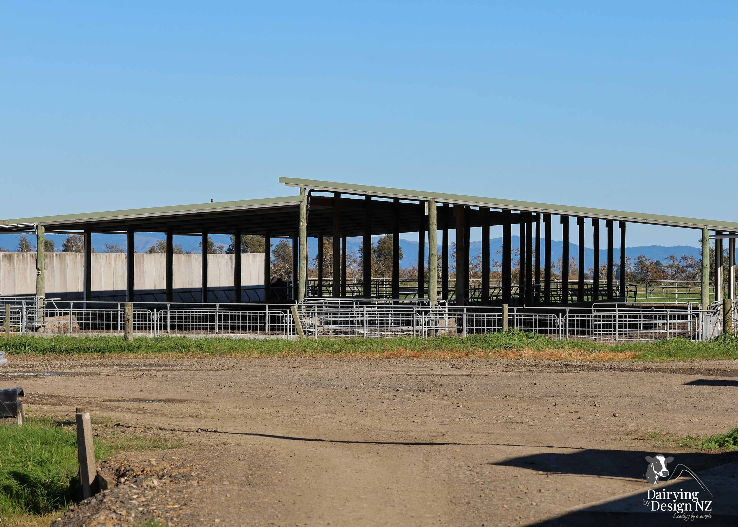  Waikato rotary dairy shed development designed for efficient milking and cow flow built by Don Chapman Waikato Ltd, featuring a Kopu Engineering Platform, yard work by Leask Engineering, milking plant by Ngatea Milking &amp; Pumping, Milkhub system 