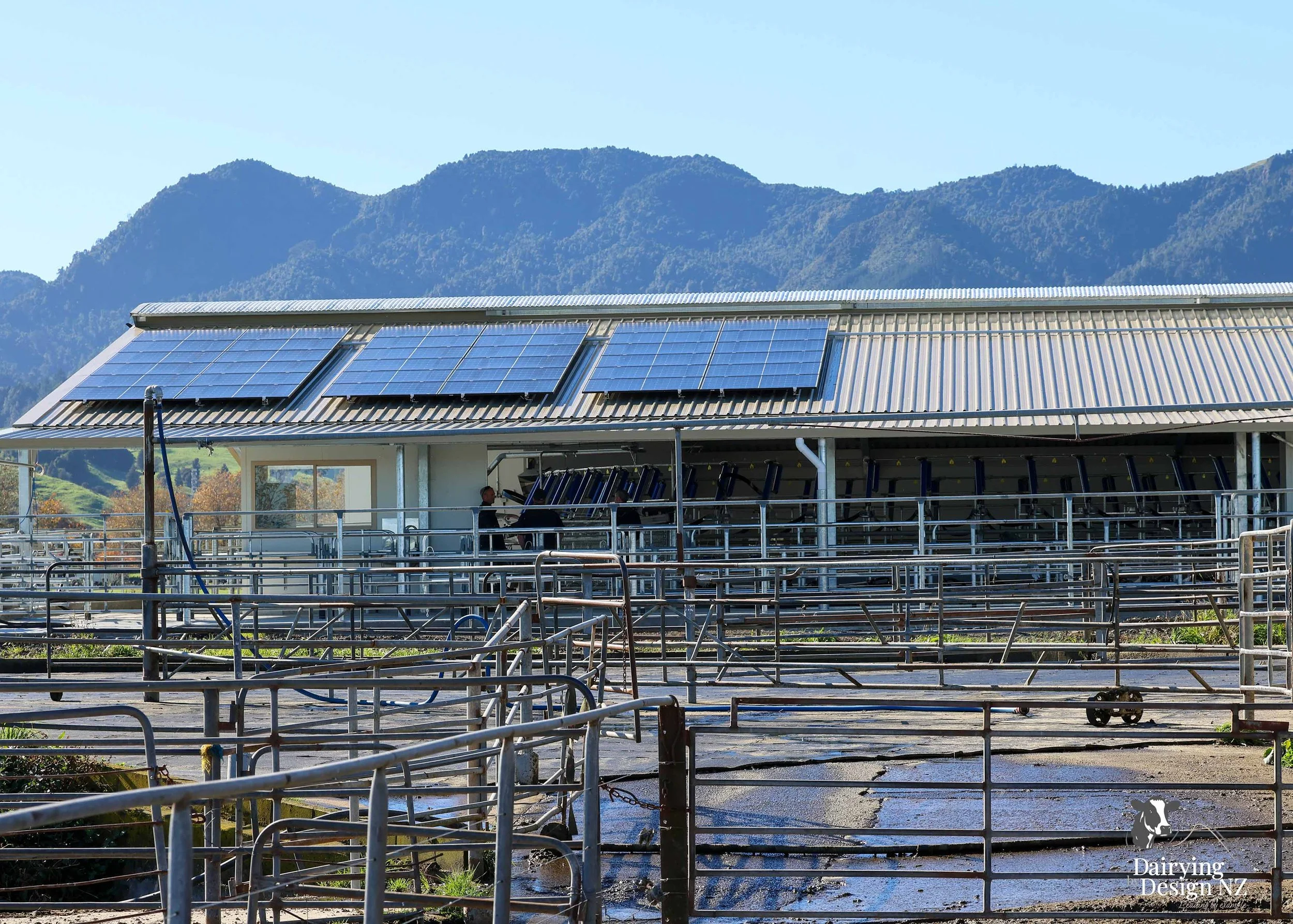  Waikato rotary dairy shed development designed for efficient milking and cow flow built by Don Chapman Waikato Ltd, featuring a Kopu Engineering Platform, yard work by Leask Engineering, milking plant by Ngatea Milking &amp; Pumping, Milkhub system 