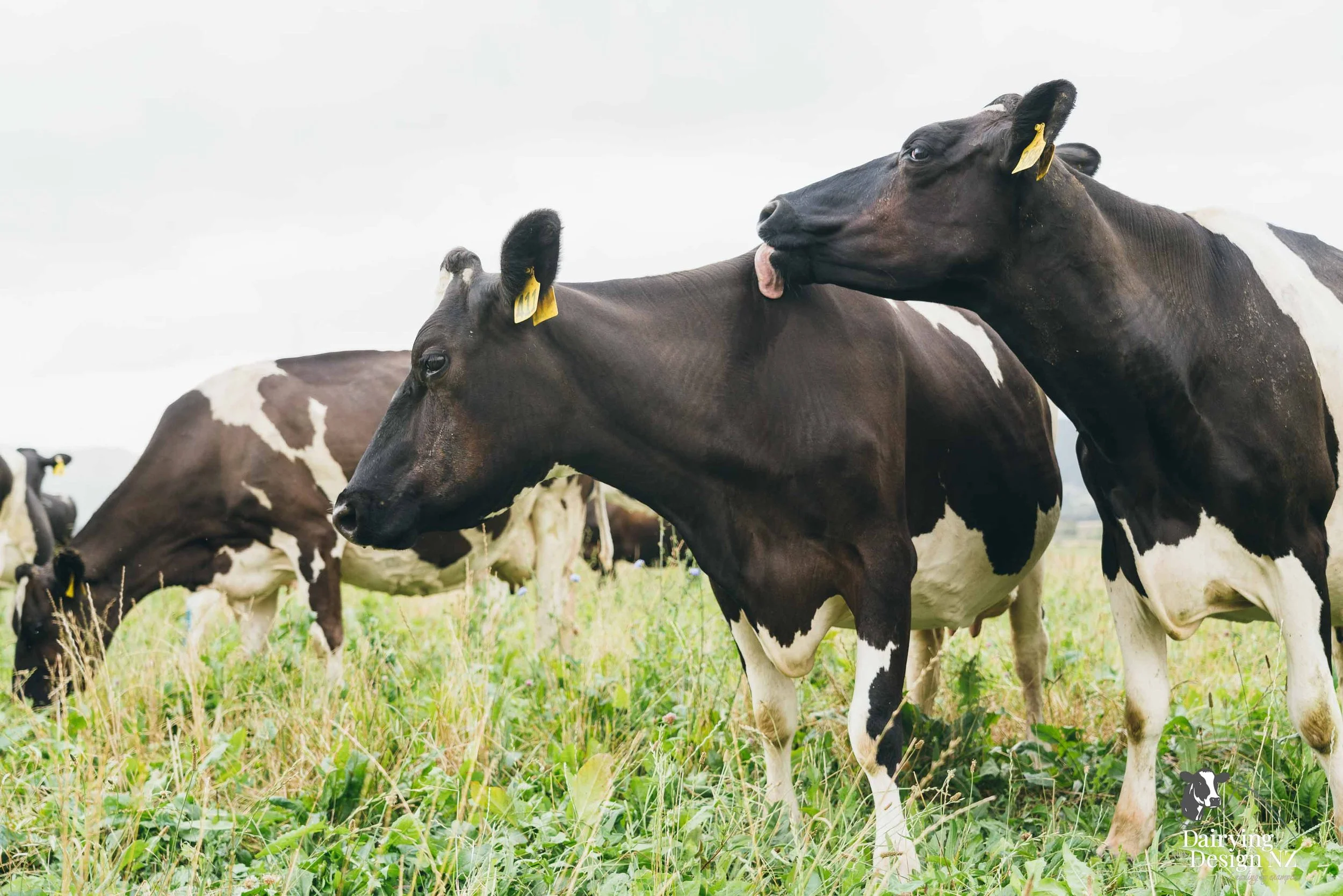 UdderlyFarming_Cows1.jpg