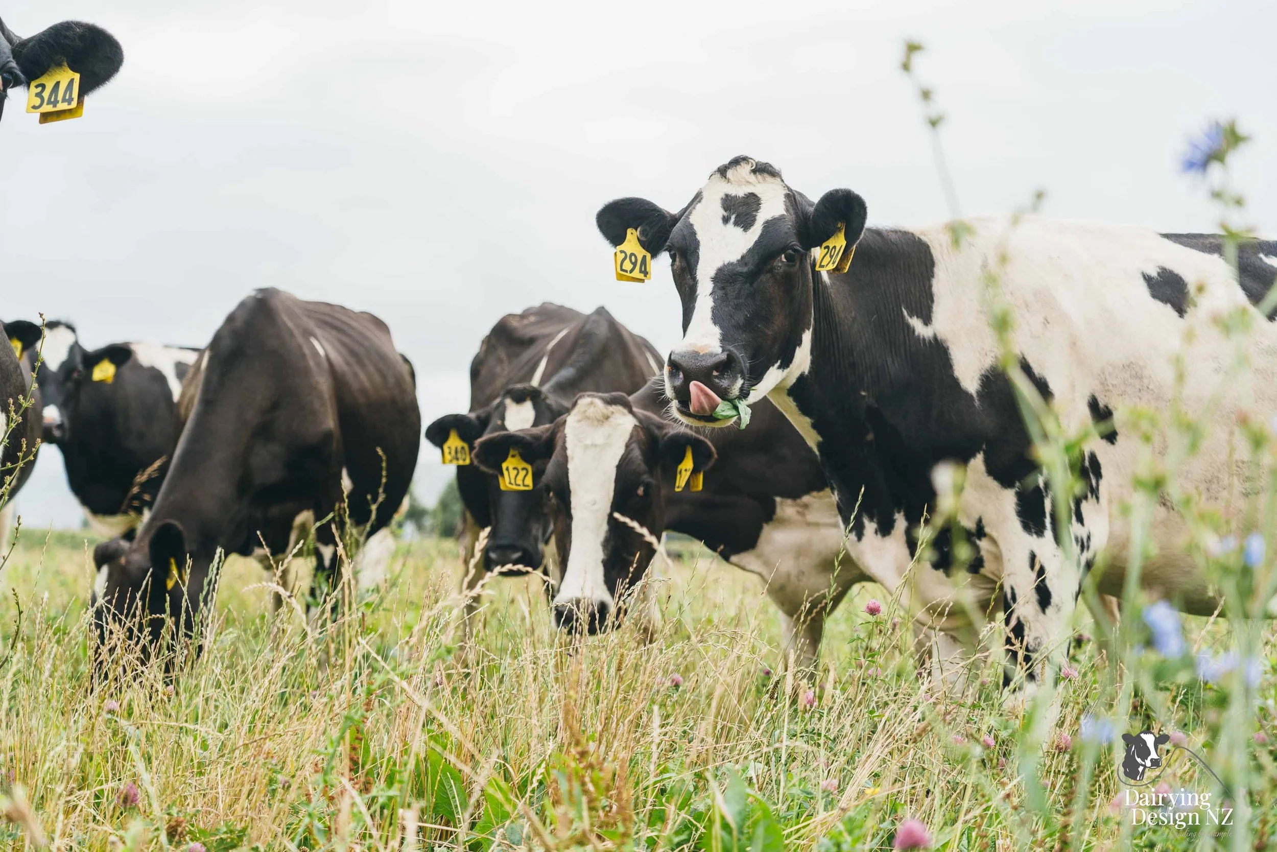 UdderlyFarming_Cows2.jpg