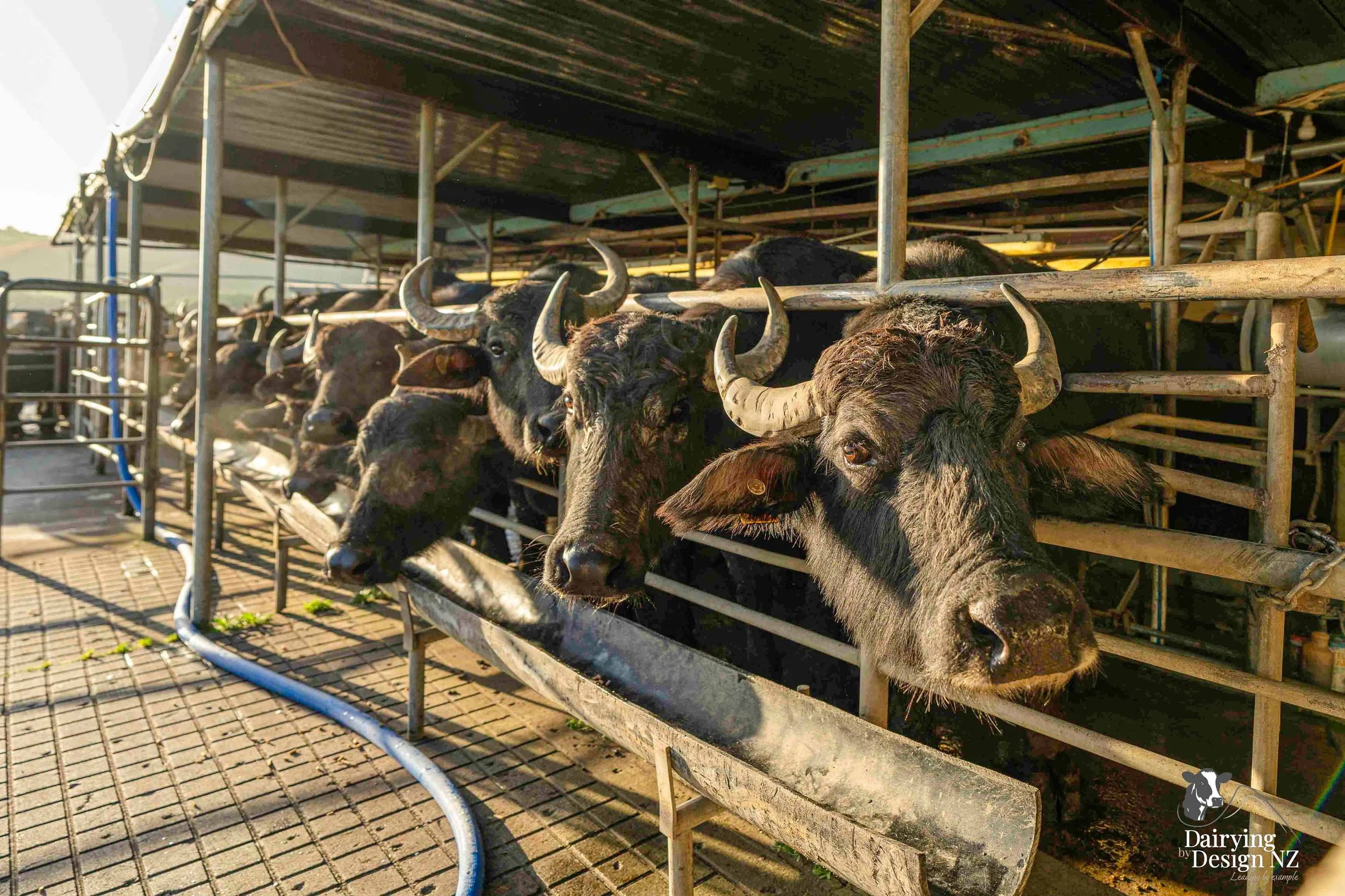 Clevedon Buffalo-Milking7.jpg