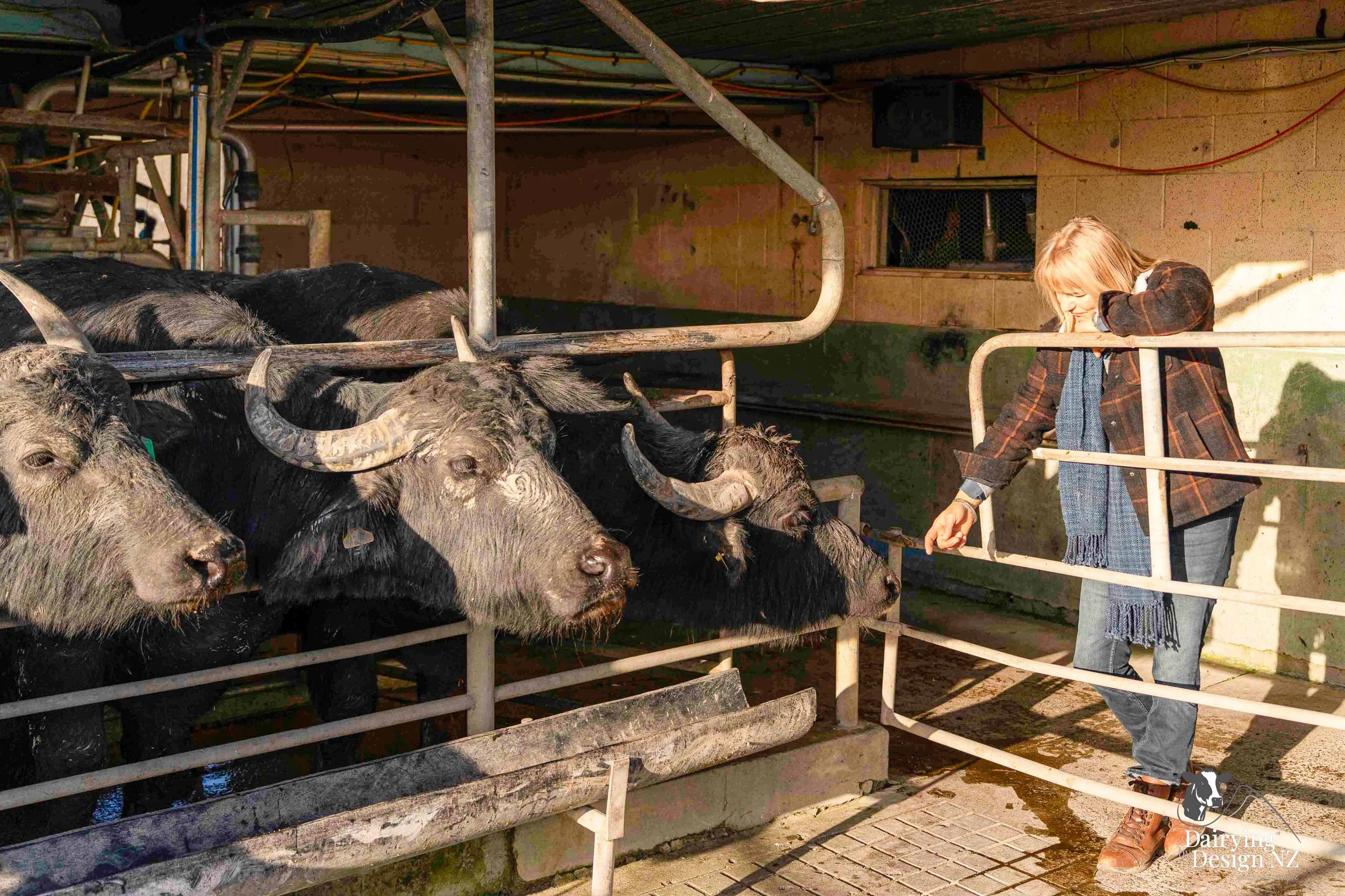 Clevedon Buffalo-Milking16.jpg