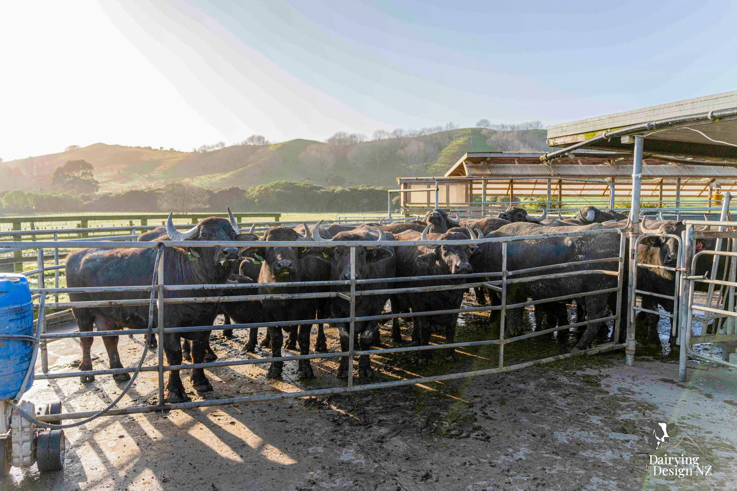 Clevedon Buffalo-Milking17.jpg