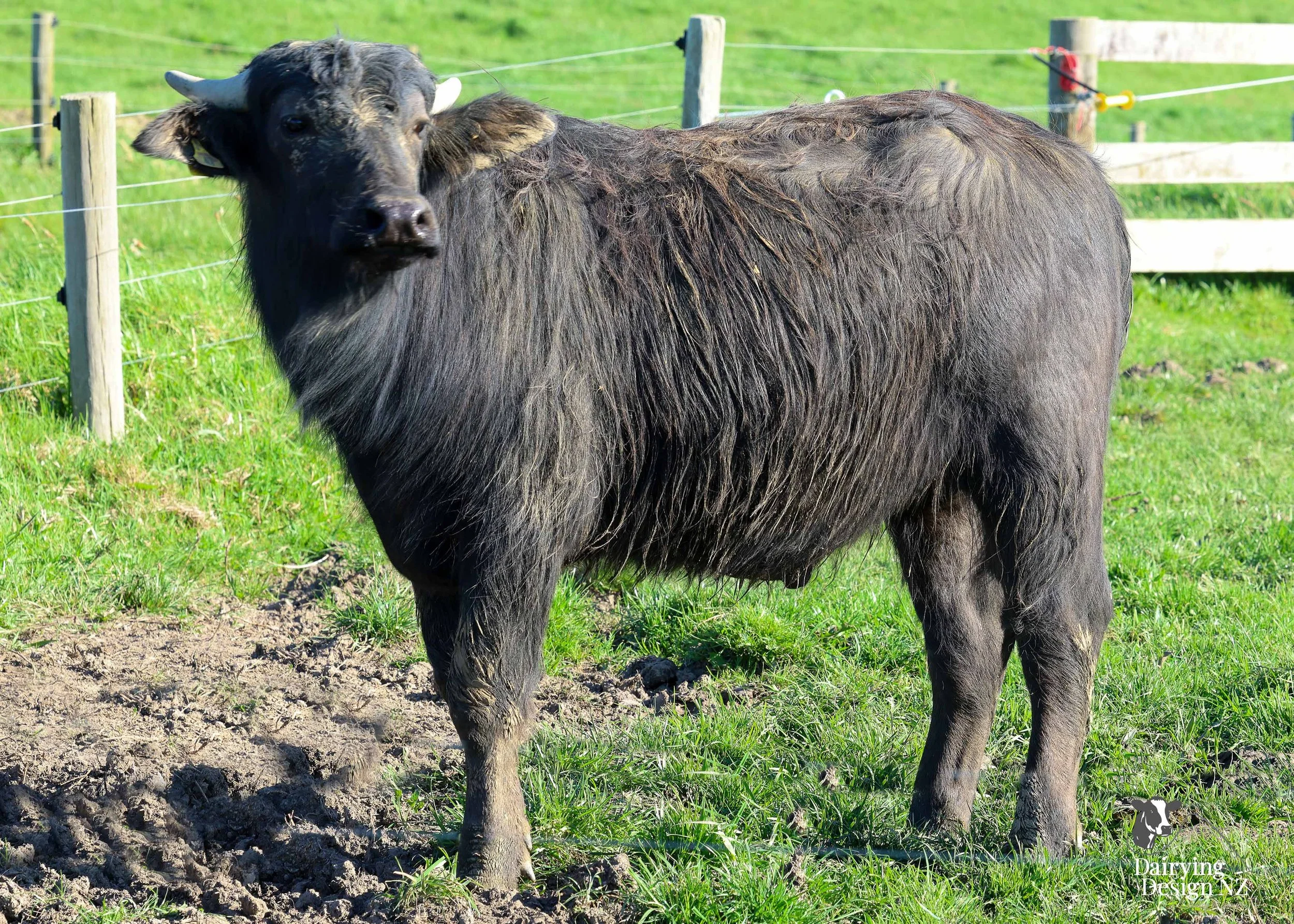 CLEVEDON_Animal.jpg