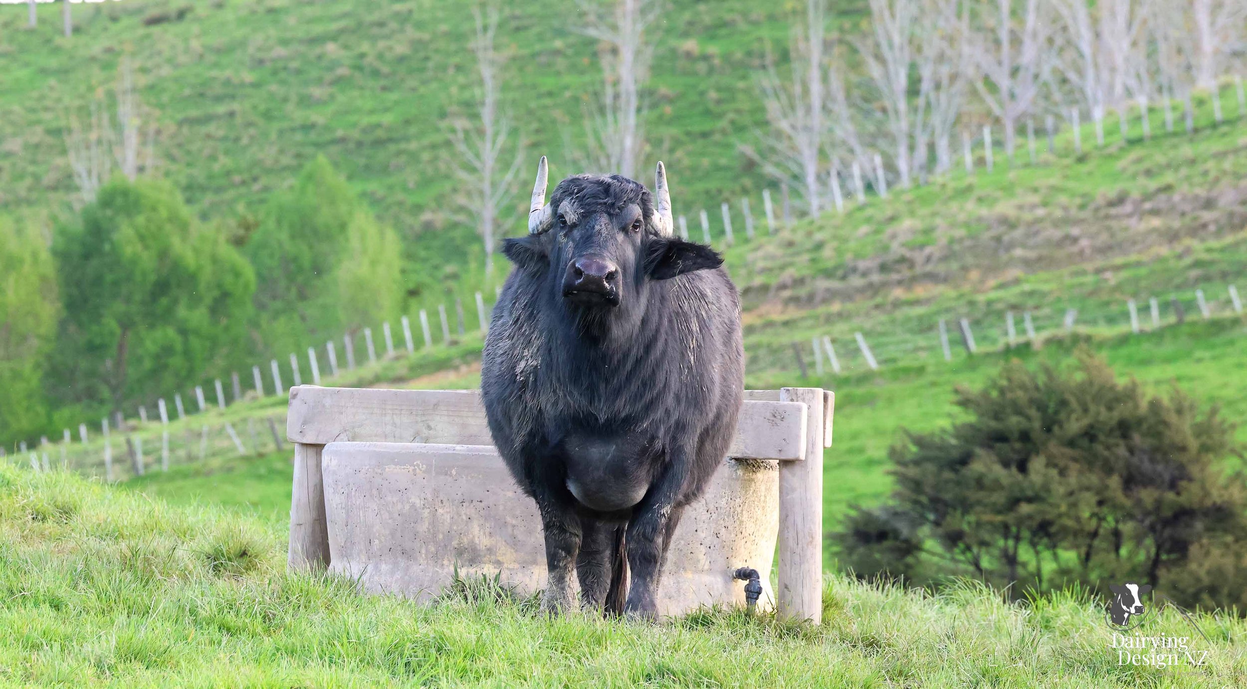 CLEVEDON_CowCool.jpg