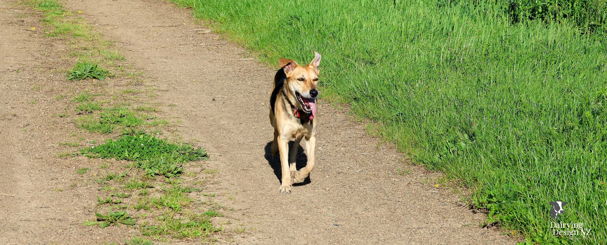 CLEVEDON_Dog.jpg