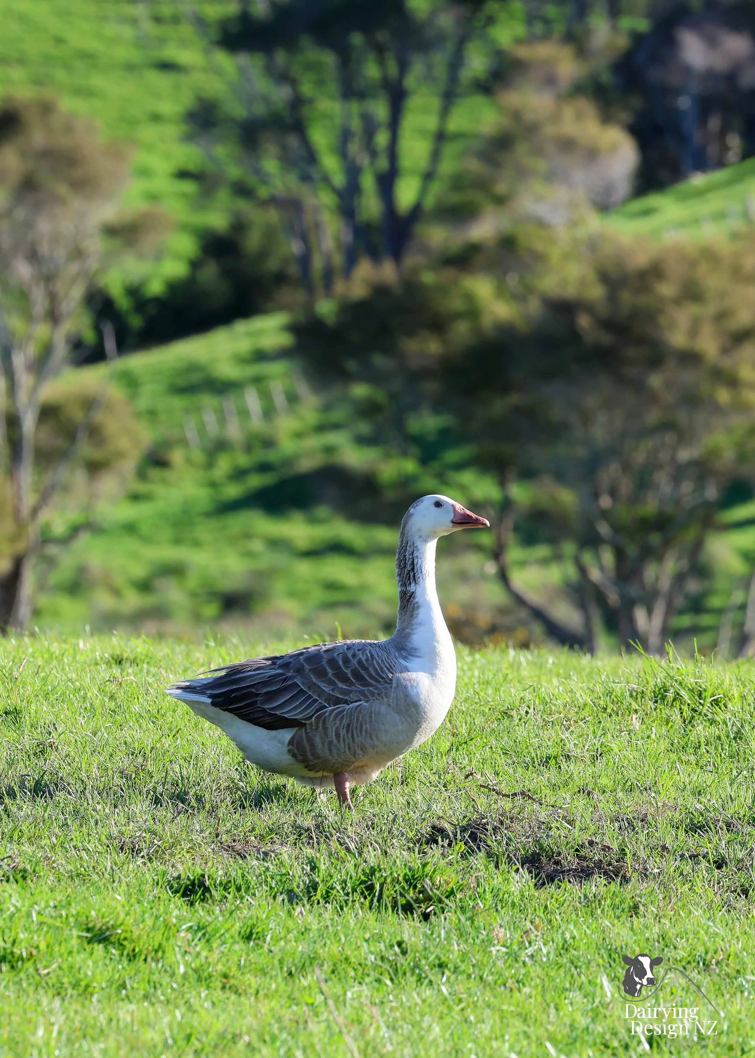 CLEVEDON_Geese.jpg