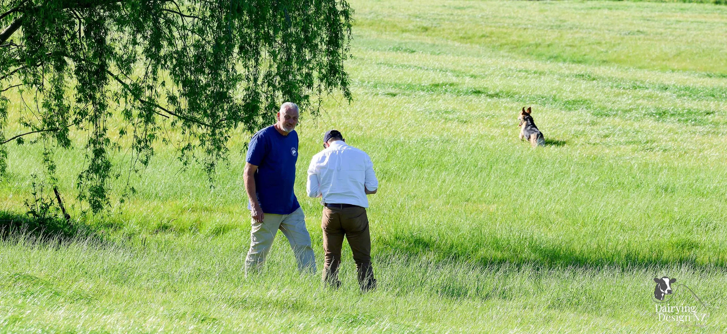 CLEVEDON_Pasture.jpg