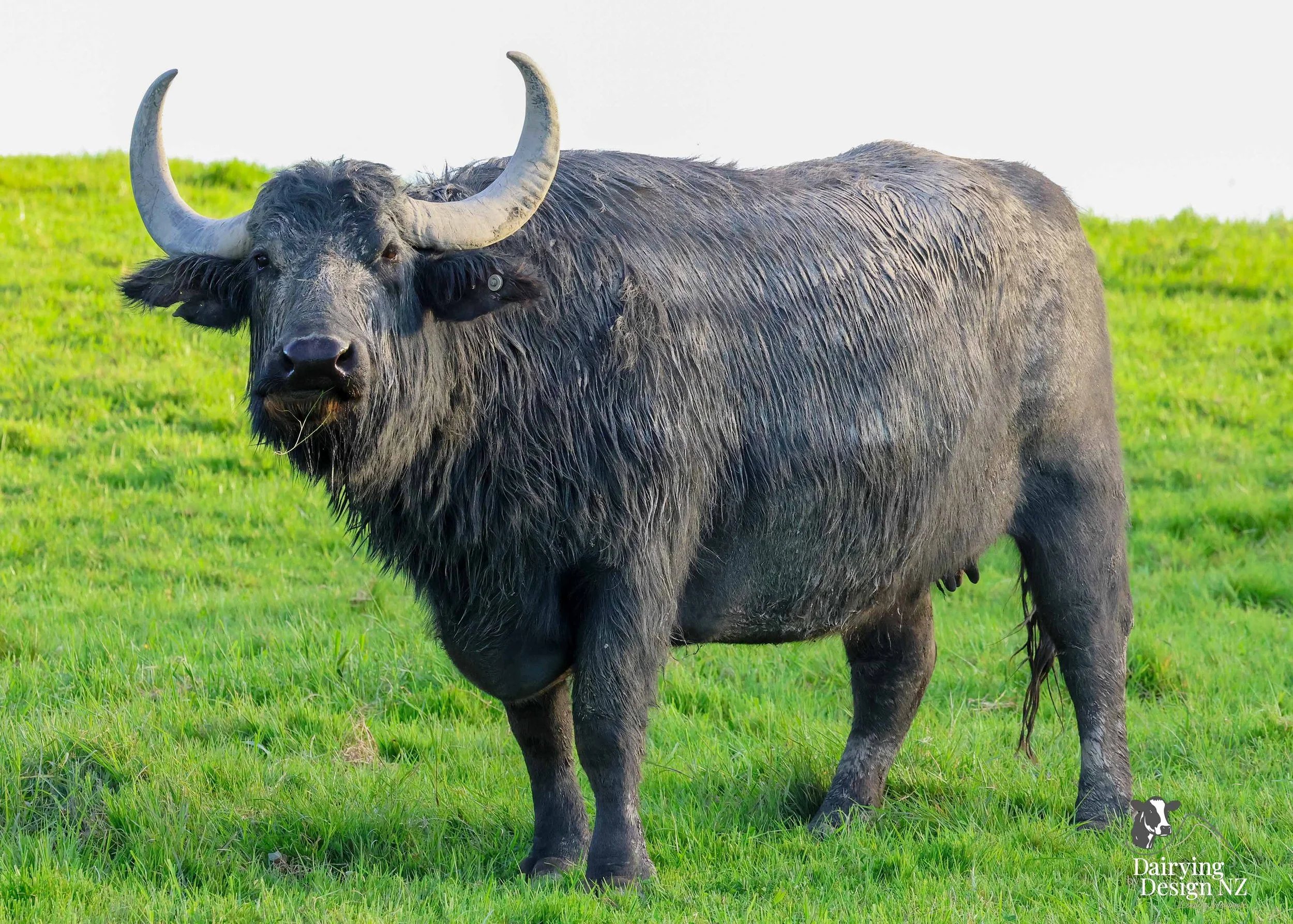 CLEVEDON_SoloCow.jpg