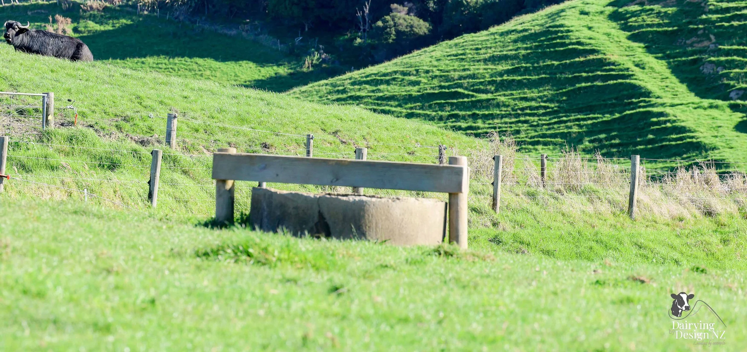 CLEVEDON_Watertrough.jpg