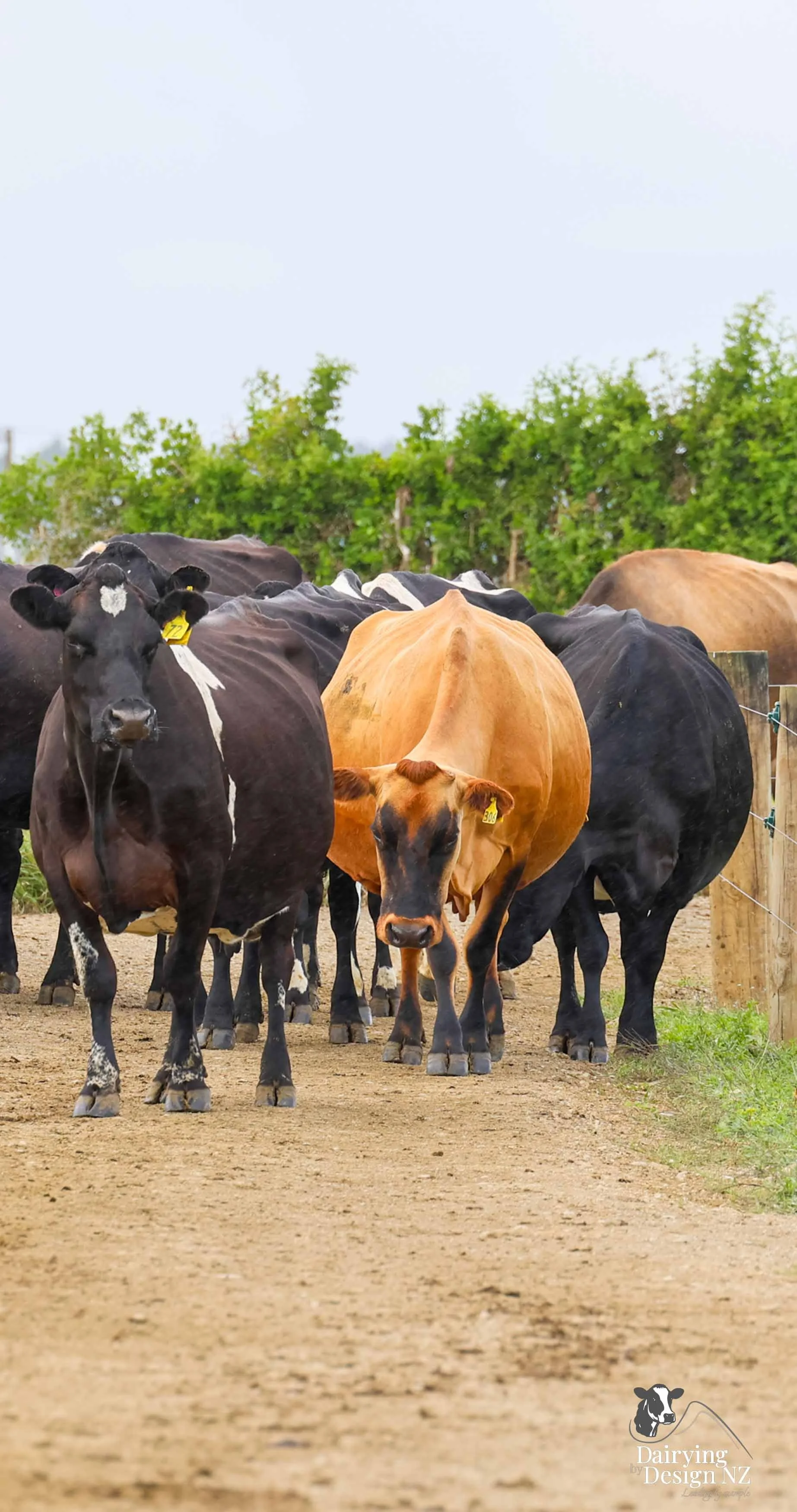 FRASER_Cows1-2.jpg