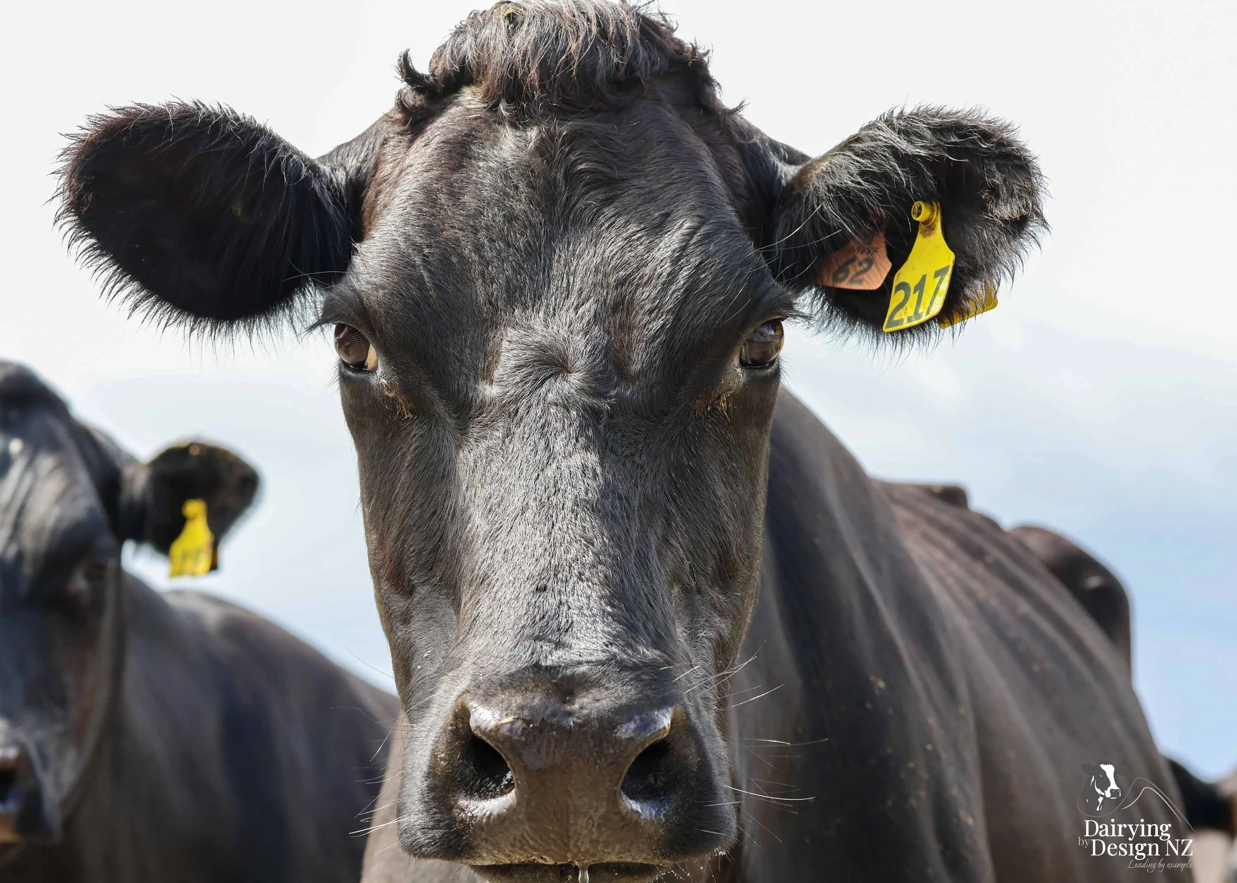 FRASER_CowsHead.jpg