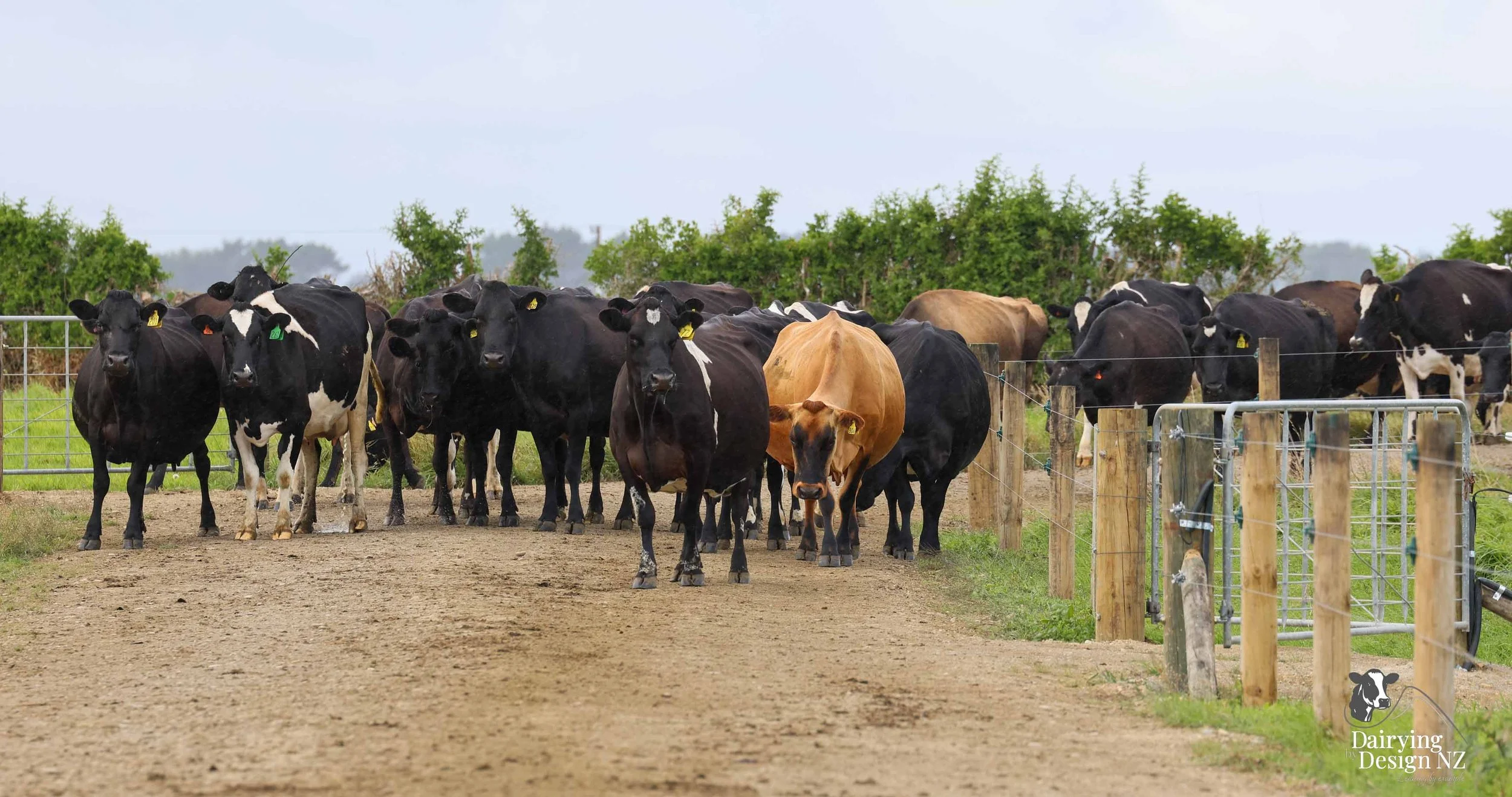 FRASWER_Cows1.jpg