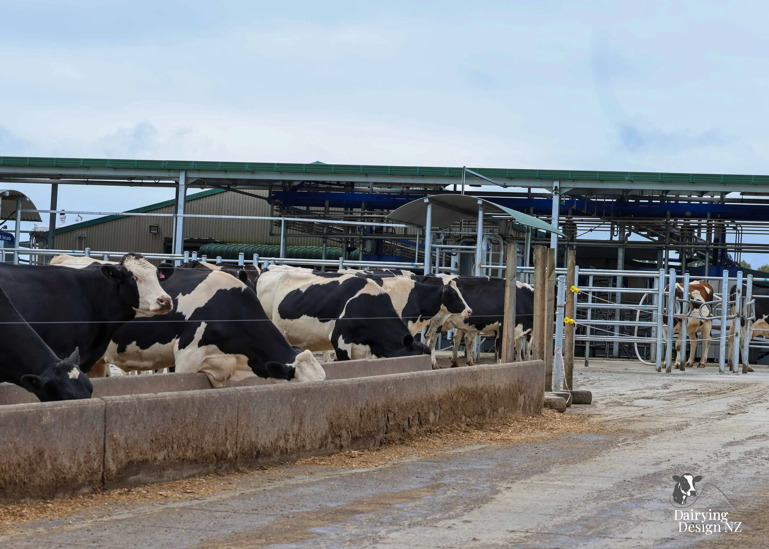  Central Plateau robotic dairy shed development designed for efficient milking and cow flow. Robots by Automation Services, yard work by ABC Milking Equipment, Animal Handling system by The Wrangler, Machinery by Giltrap Agrizone, project for Peter &