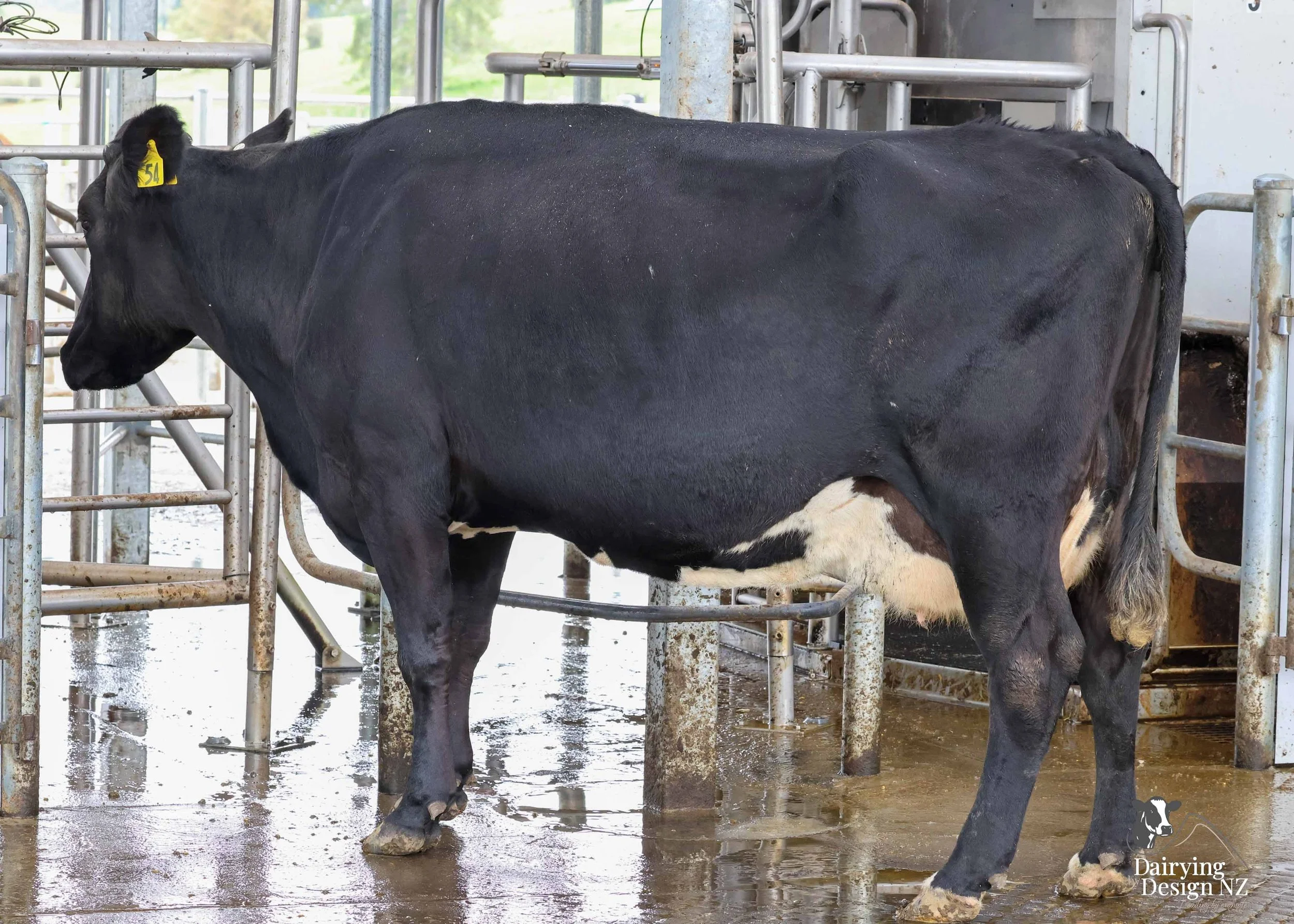  Central Plateau robotic dairy shed development designed for efficient milking and cow flow. Robots by Automation Services, yard work by ABC Milking Equipment, Animal Handling system by The Wrangler, Machinery by Giltrap Agrizone, project for Peter &