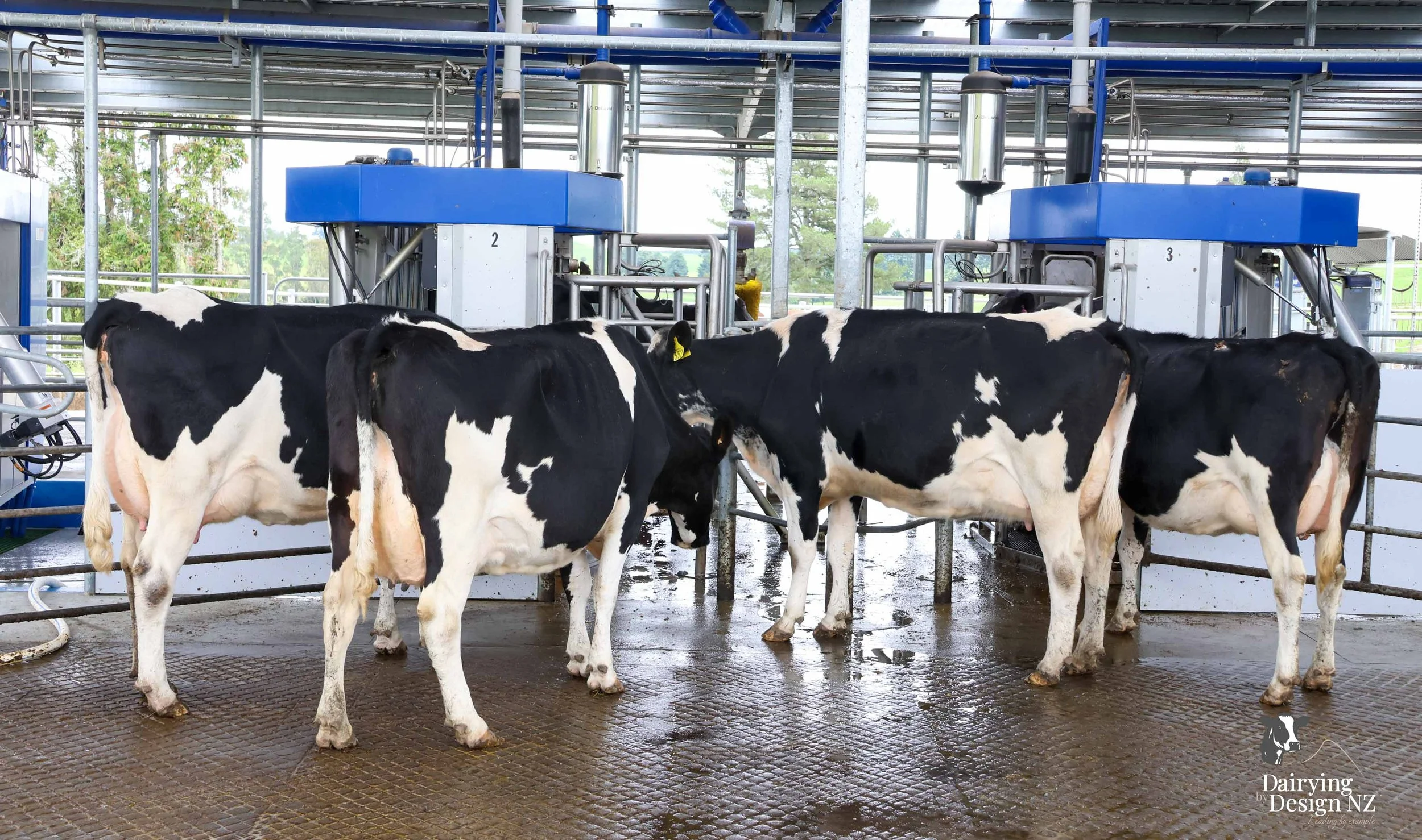  Central Plateau robotic dairy shed development designed for efficient milking and cow flow. Robots by Automation Services, yard work by ABC Milking Equipment, Animal Handling system by The Wrangler, Machinery by Giltrap Agrizone, project for Peter &