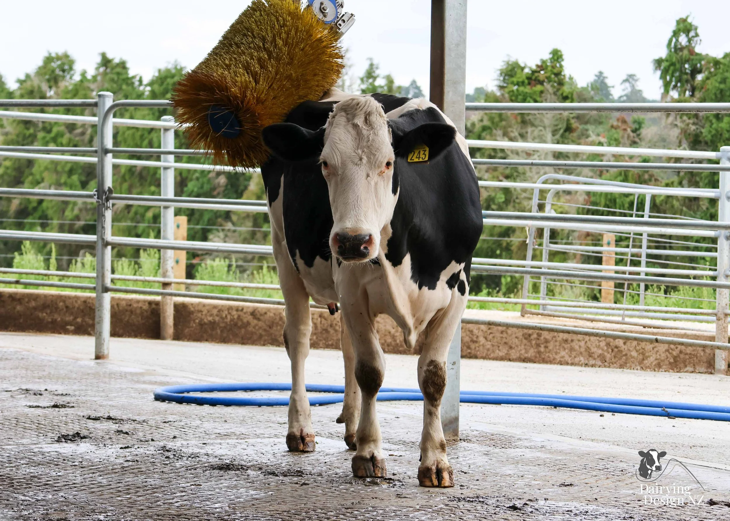  Central Plateau robotic dairy shed development designed for efficient milking and cow flow. Robots by Automation Services, yard work by ABC Milking Equipment, Animal Handling system by The Wrangler, Machinery by Giltrap Agrizone, project for Peter &