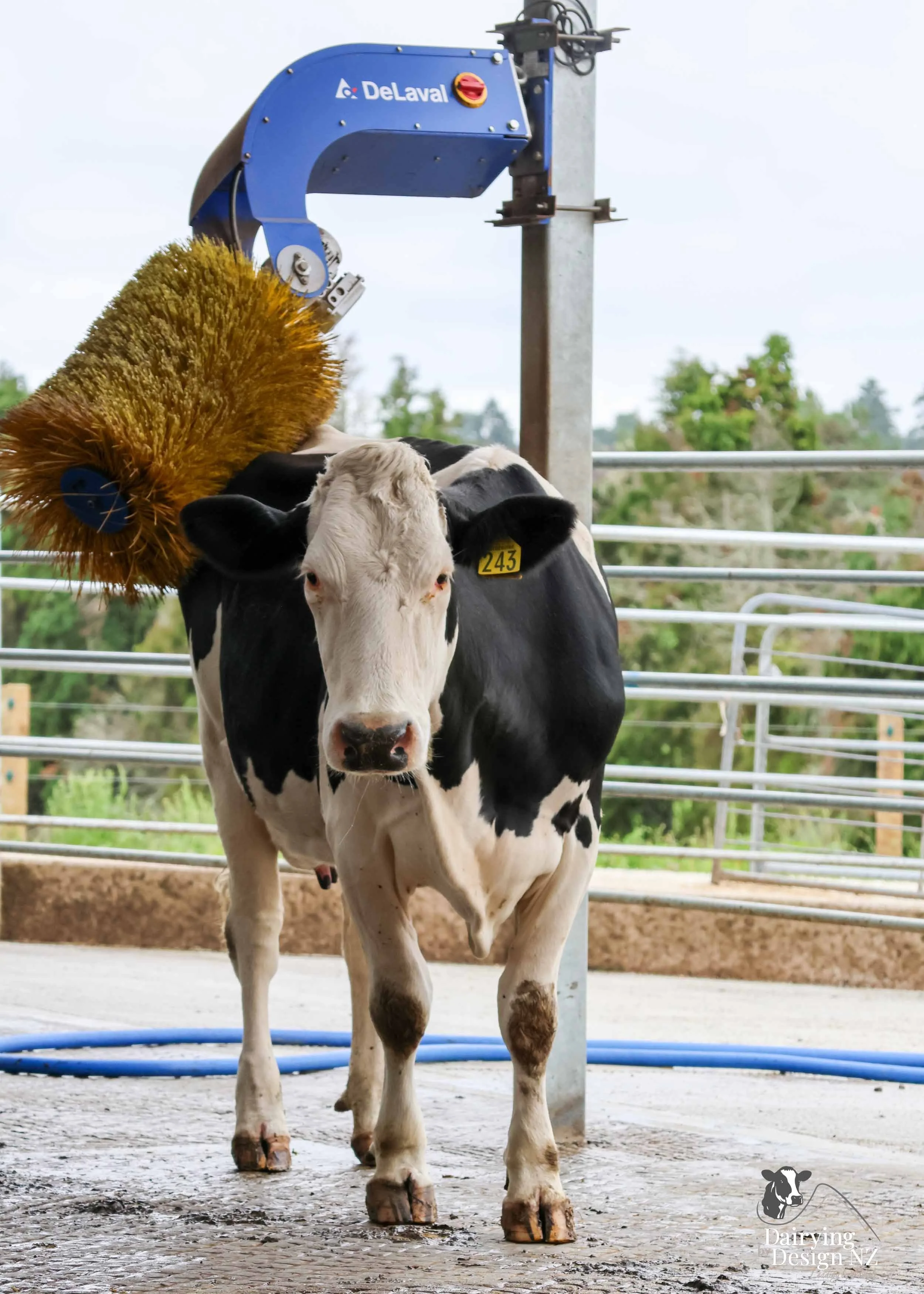  Central Plateau robotic dairy shed development designed for efficient milking and cow flow. Robots by Automation Services, yard work by ABC Milking Equipment, Animal Handling system by The Wrangler, Machinery by Giltrap Agrizone, project for Peter &