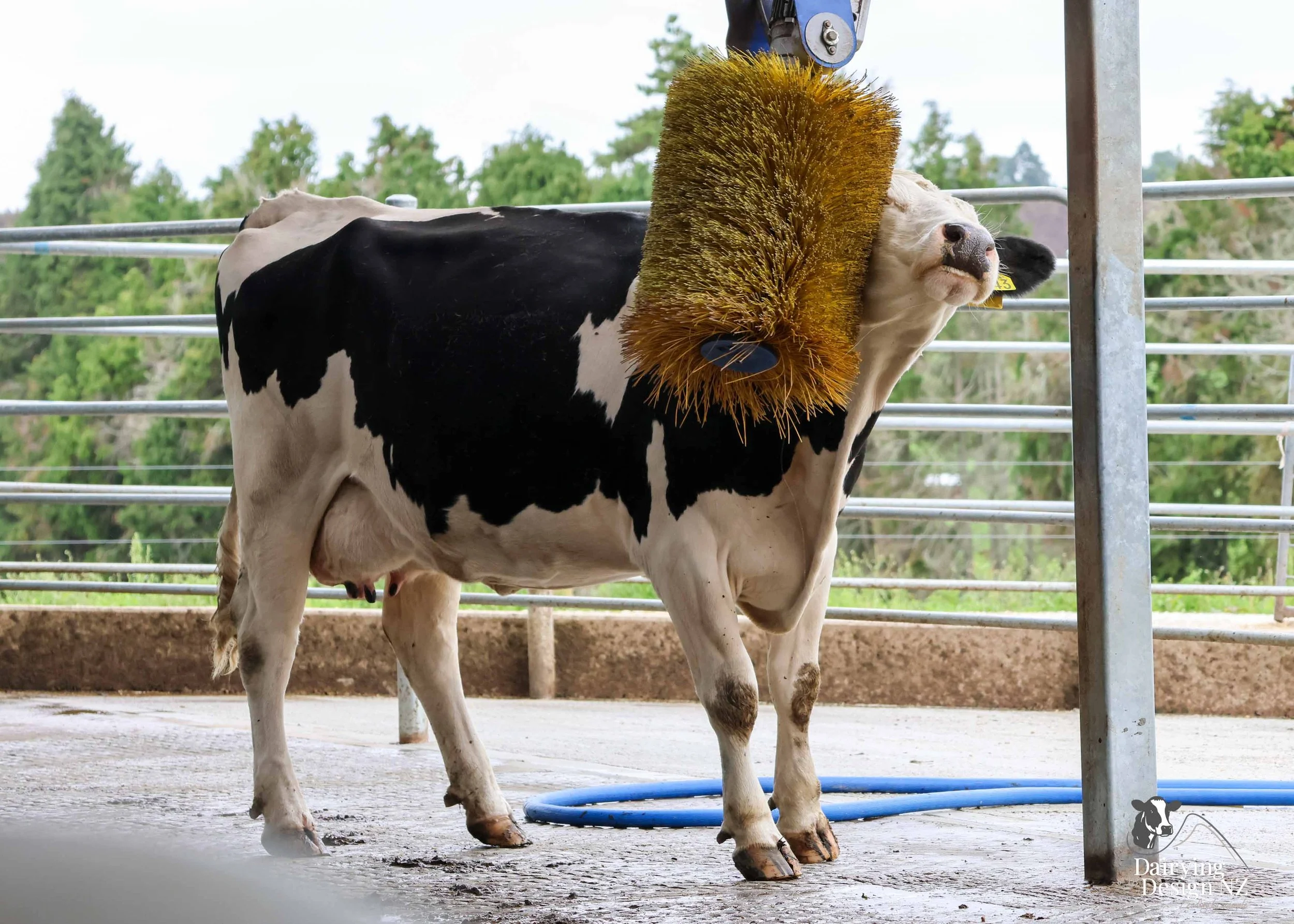  Central Plateau robotic dairy shed development designed for efficient milking and cow flow. Robots by Automation Services, yard work by ABC Milking Equipment, Animal Handling system by The Wrangler, Machinery by Giltrap Agrizone, project for Peter &
