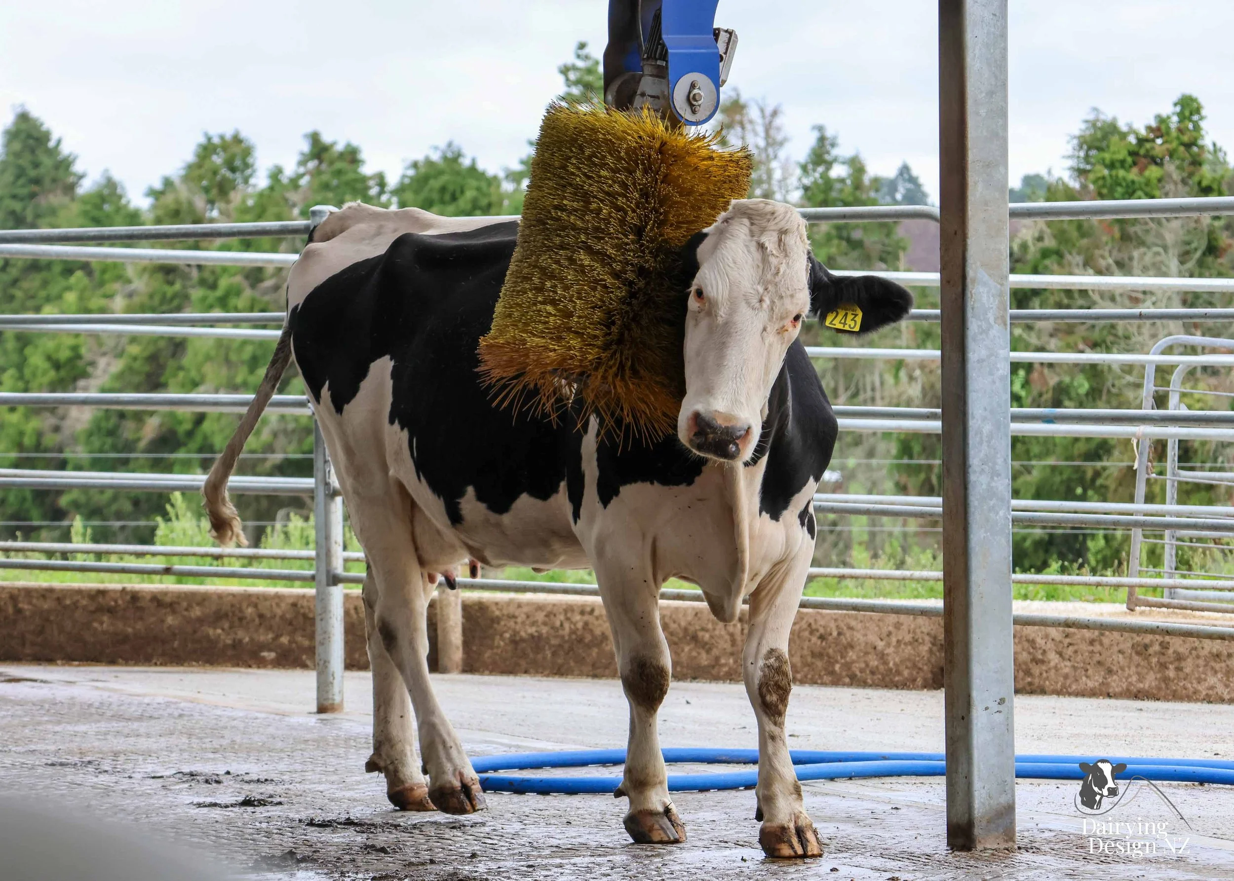  Central Plateau robotic dairy shed development designed for efficient milking and cow flow. Robots by Automation Services, yard work by ABC Milking Equipment, Animal Handling system by The Wrangler, Machinery by Giltrap Agrizone, project for Peter &
