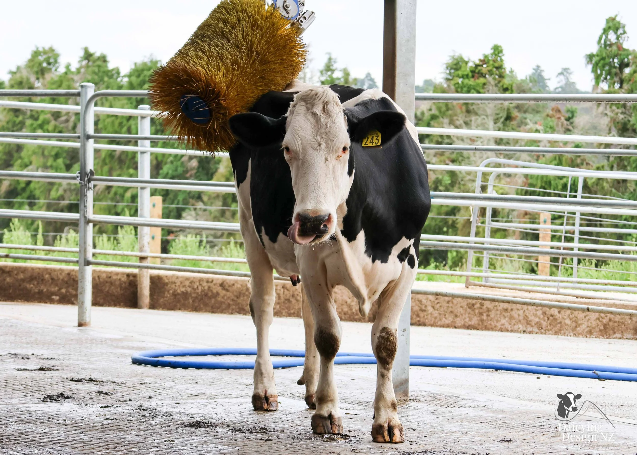  Central Plateau robotic dairy shed development designed for efficient milking and cow flow. Robots by Automation Services, yard work by ABC Milking Equipment, Animal Handling system by The Wrangler, Machinery by Giltrap Agrizone, project for Peter &