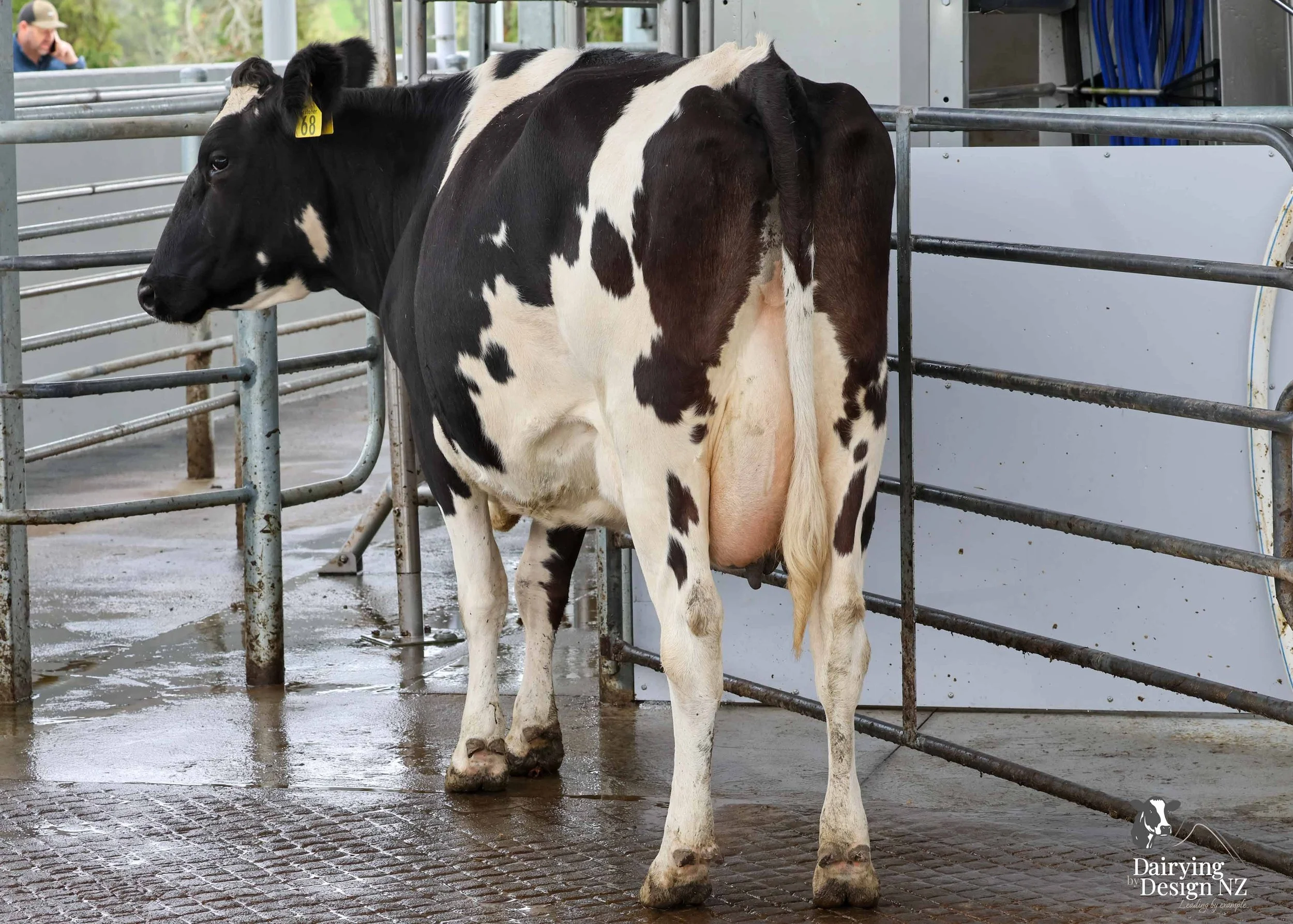  Central Plateau robotic dairy shed development designed for efficient milking and cow flow. Robots by Automation Services, yard work by ABC Milking Equipment, Animal Handling system by The Wrangler, Machinery by Giltrap Agrizone, project for Peter &