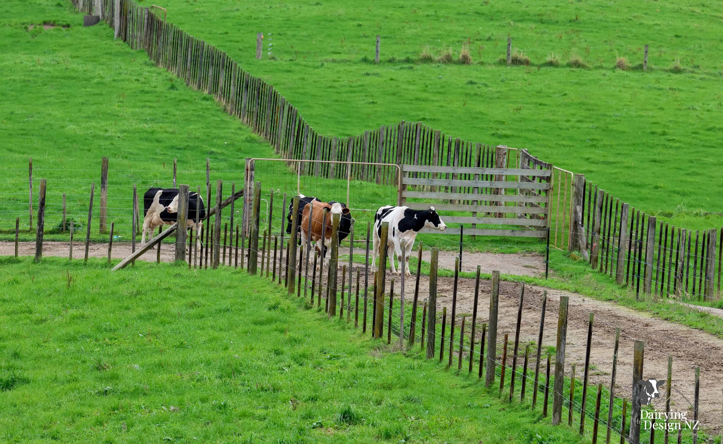  Central Plateau robotic dairy shed development designed for efficient milking and cow flow. Robots by Automation Services, yard work by ABC Milking Equipment, Animal Handling system by The Wrangler, Machinery by Giltrap Agrizone, project for Peter &