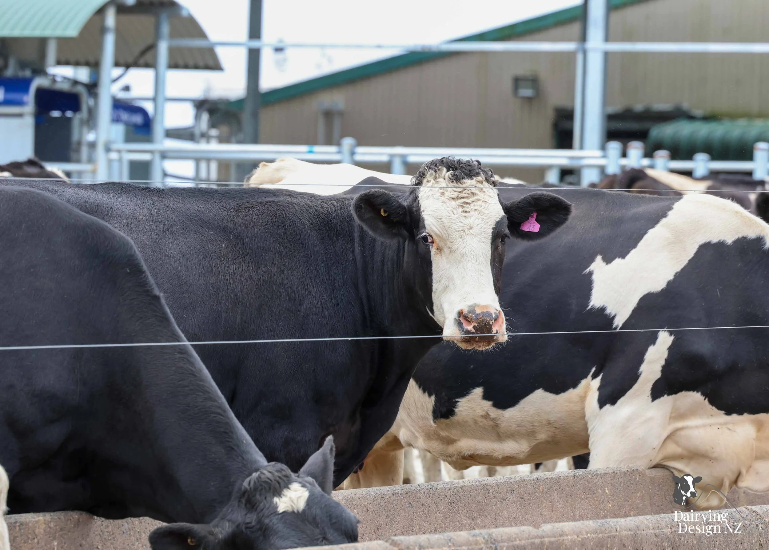 Central Plateau robotic dairy shed development designed for efficient milking and cow flow. Robots by Automation Services, yard work by ABC Milking Equipment, Animal Handling system by The Wrangler, Machinery by Giltrap Agrizone, project for Peter &