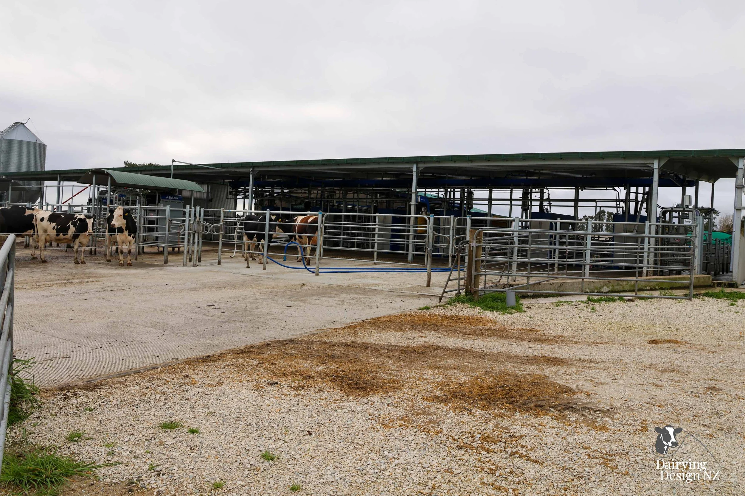  Central Plateau robotic dairy shed development designed for efficient milking and cow flow. Robots by Automation Services, yard work by ABC Milking Equipment, Animal Handling system by The Wrangler, Machinery by Giltrap Agrizone, project for Peter &