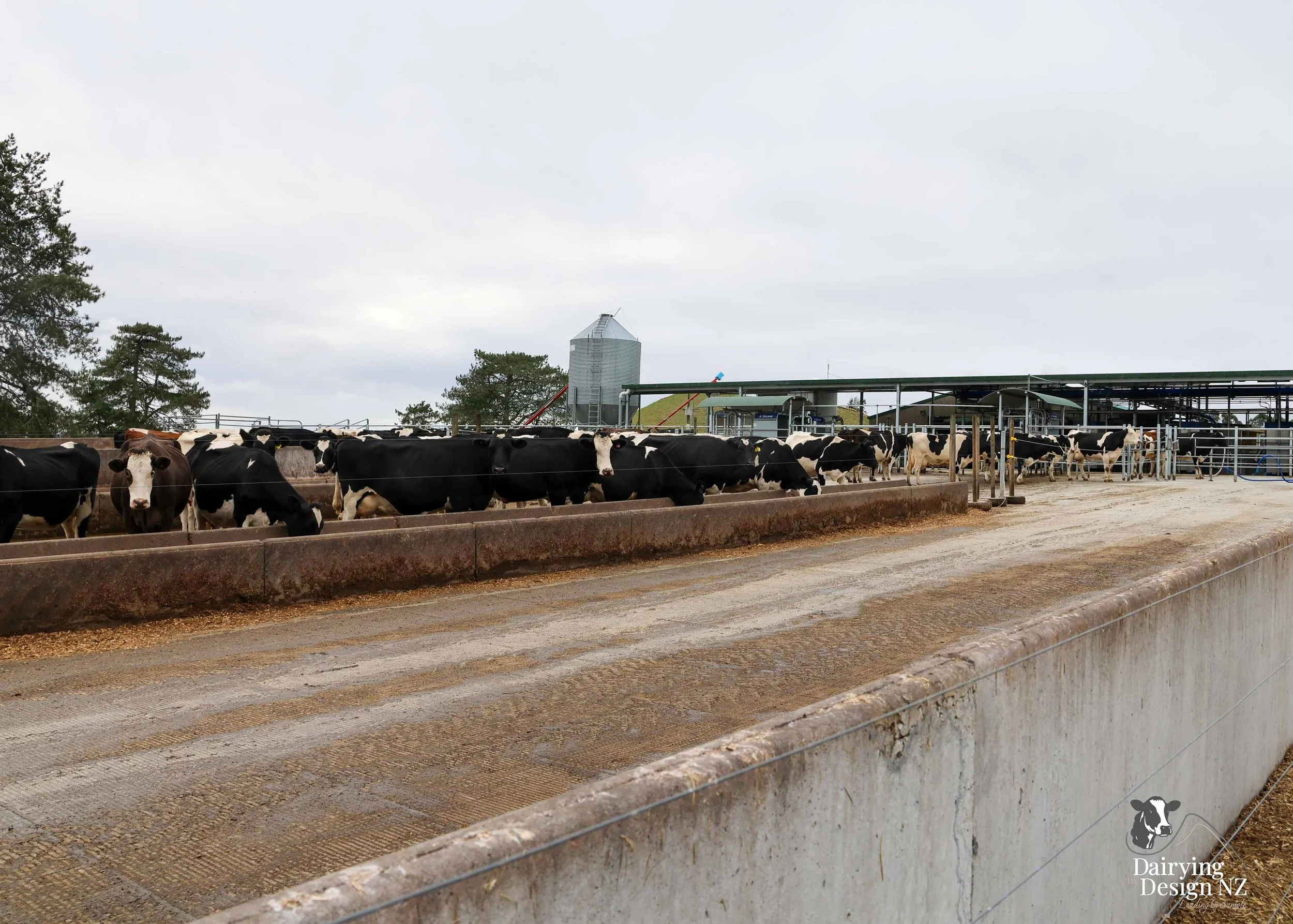 Central Plateau robotic dairy shed development designed for efficient milking and cow flow. Robots by Automation Services, yard work by ABC Milking Equipment, Animal Handling system by The Wrangler, Machinery by Giltrap Agrizone, project for Peter &