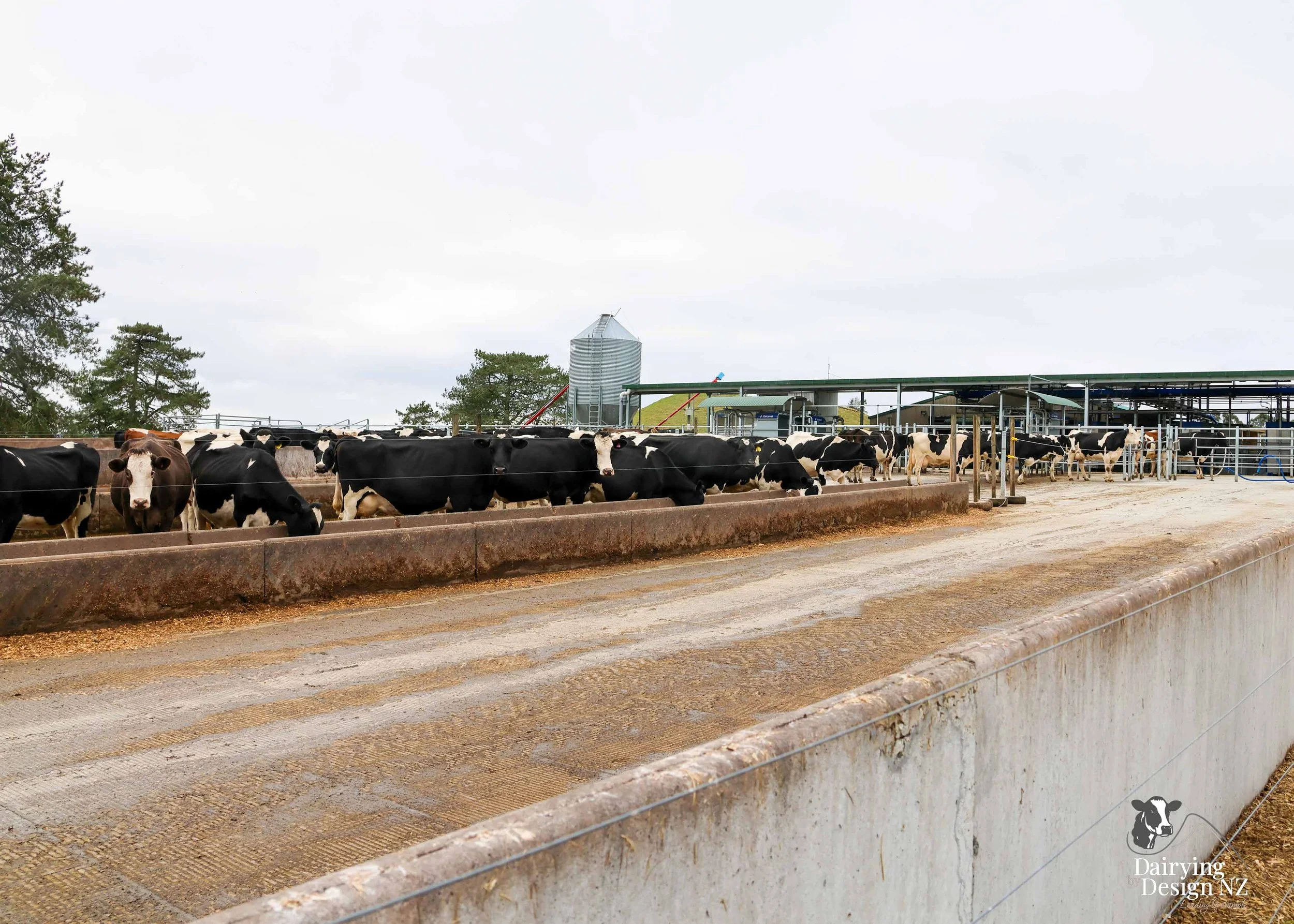  Central Plateau robotic dairy shed development designed for efficient milking and cow flow. Robots by Automation Services, yard work by ABC Milking Equipment, Animal Handling system by The Wrangler, Machinery by Giltrap Agrizone, project for Peter &