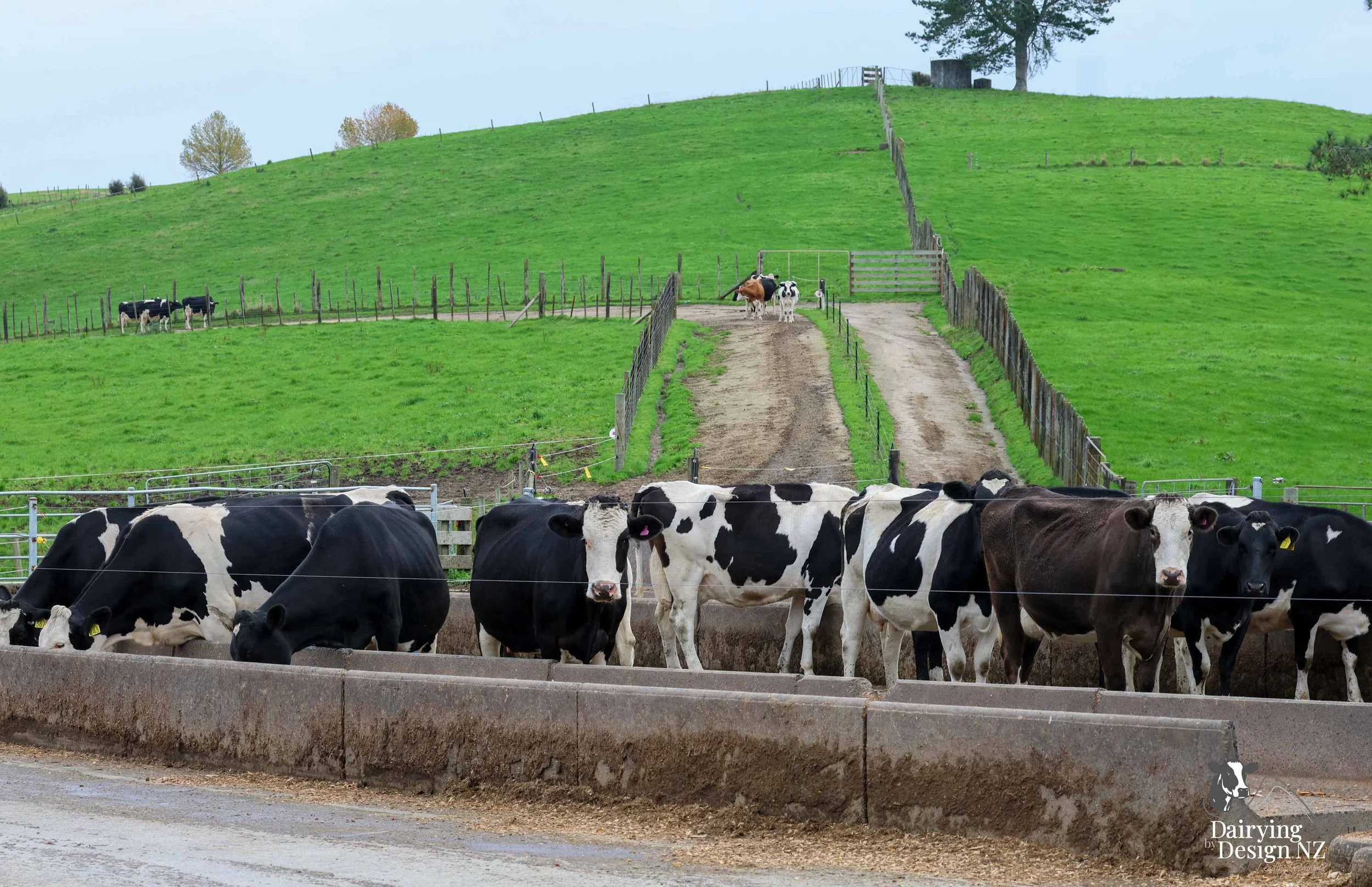  Central Plateau robotic dairy shed development designed for efficient milking and cow flow. Robots by Automation Services, yard work by ABC Milking Equipment, Animal Handling system by The Wrangler, Machinery by Giltrap Agrizone, project for Peter &