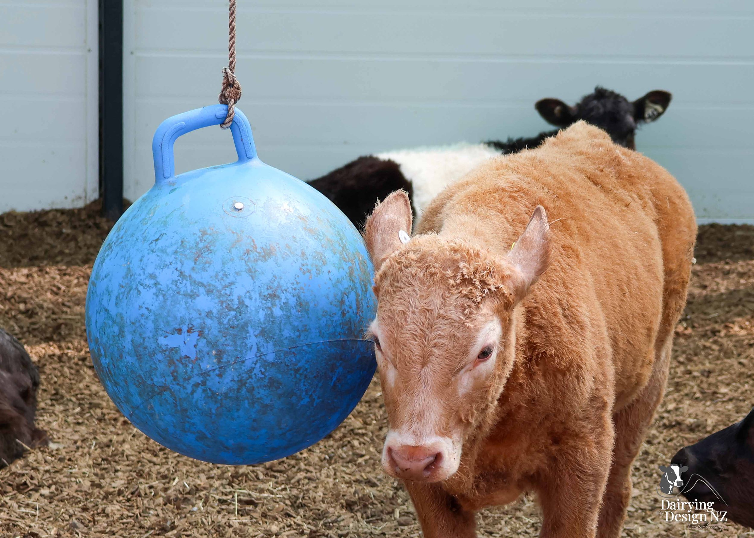  Waikato Calf barn development designed for calf health built by Broomfield Construction, Electrical work by Laser Electrical Putaruru, Robotic Calf Feeders by Pratt Milking Machines (PML), Earthworks by WR Mankelow, Calf Feed by Maxum Food, project 