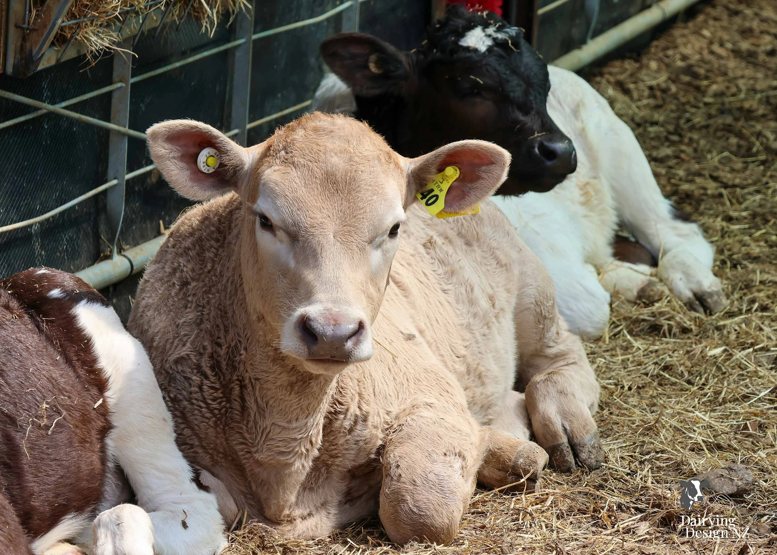  Waikato Calf barn development designed for calf health built by Broomfield Construction, Electrical work by Laser Electrical Putaruru, Robotic Calf Feeders by Pratt Milking Machines (PML), Earthworks by WR Mankelow, Calf Feed by Maxum Food, project 