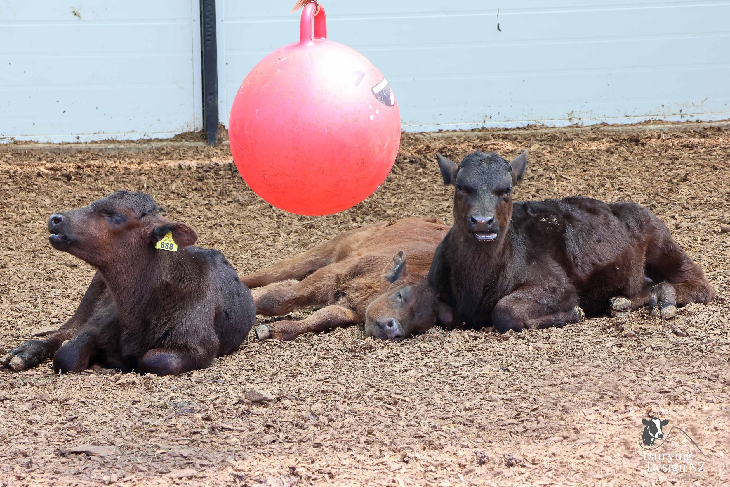  Waikato Calf barn development designed for calf health built by Broomfield Construction, Electrical work by Laser Electrical Putaruru, Robotic Calf Feeders by Pratt Milking Machines (PML), Earthworks by WR Mankelow, Calf Feed by Maxum Food, project 